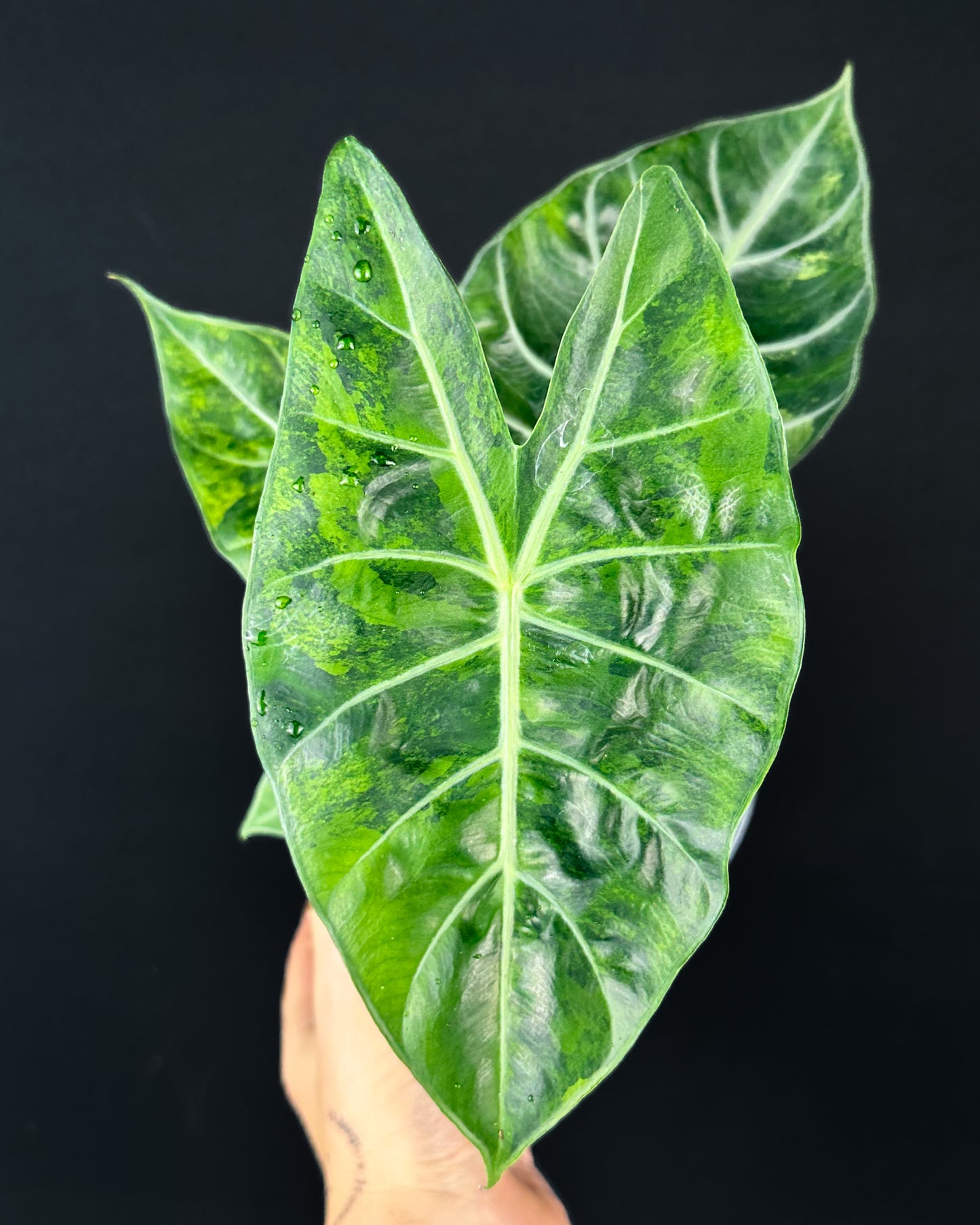 Alocasia Pink Dragon GoG Variegata Rhizom