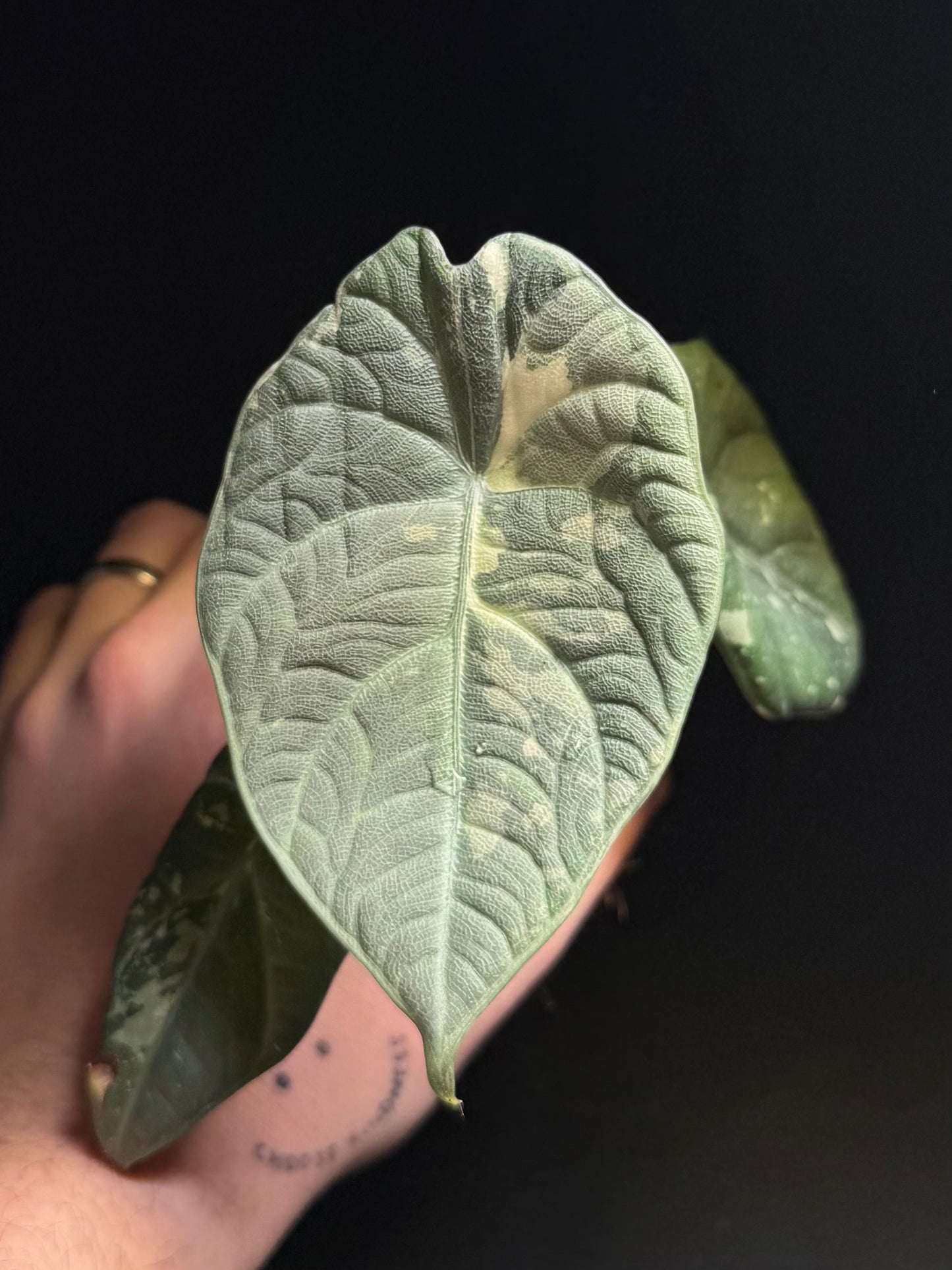 Alocasia Maharani Albo Variegata