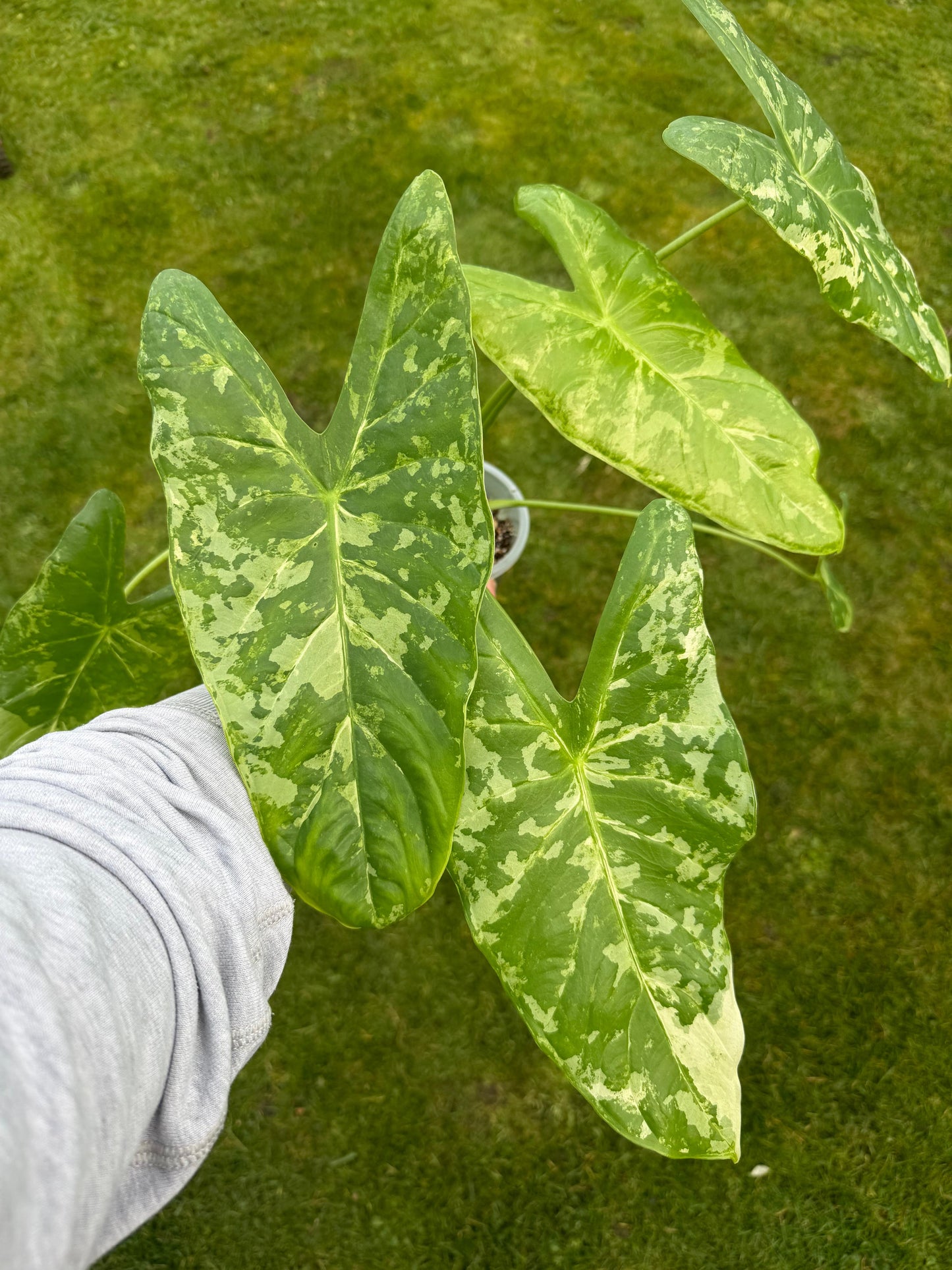 Alocasia Accuminata Albo RHIZOM/BULB