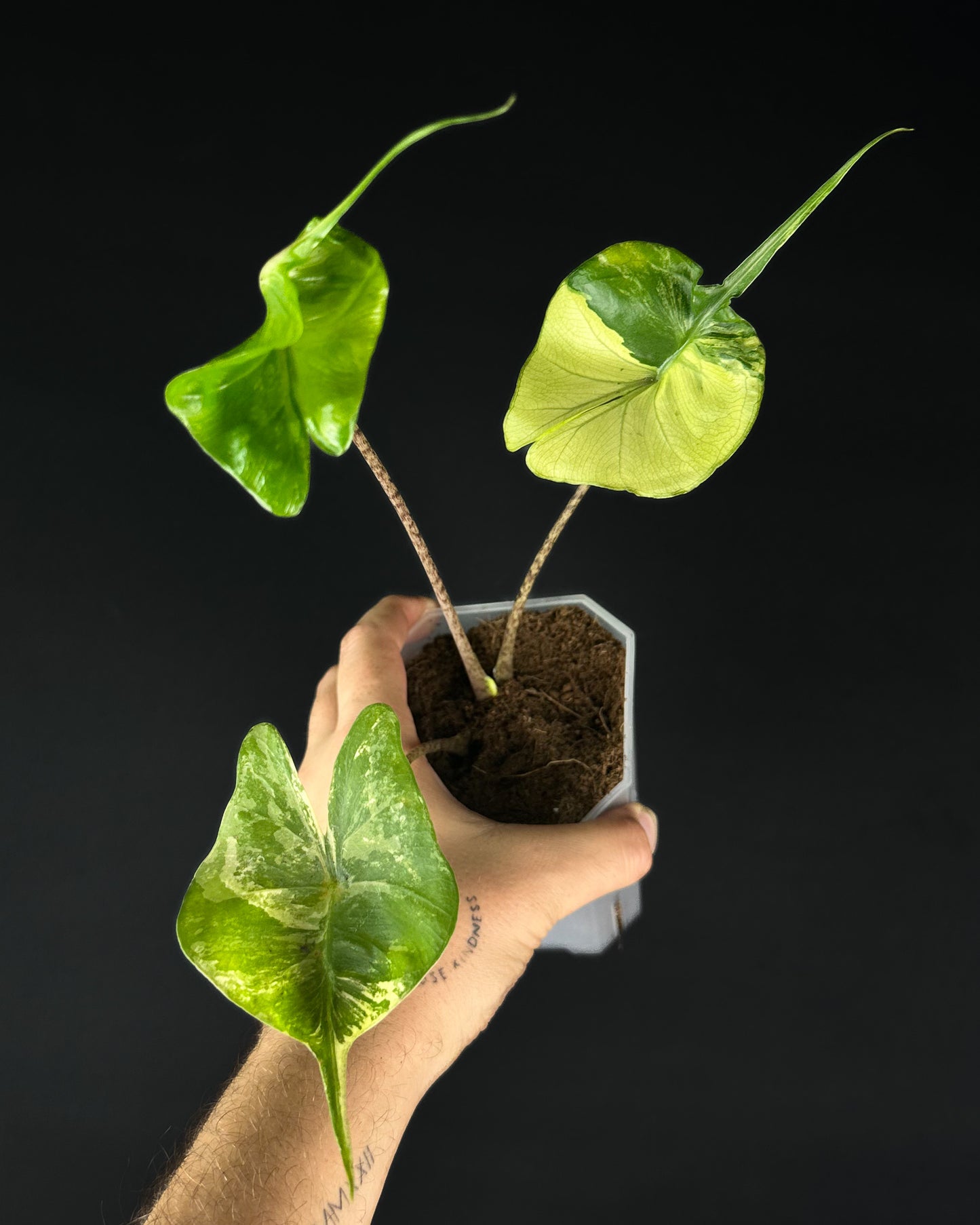 Alocasia Stingray Aurea Variegata