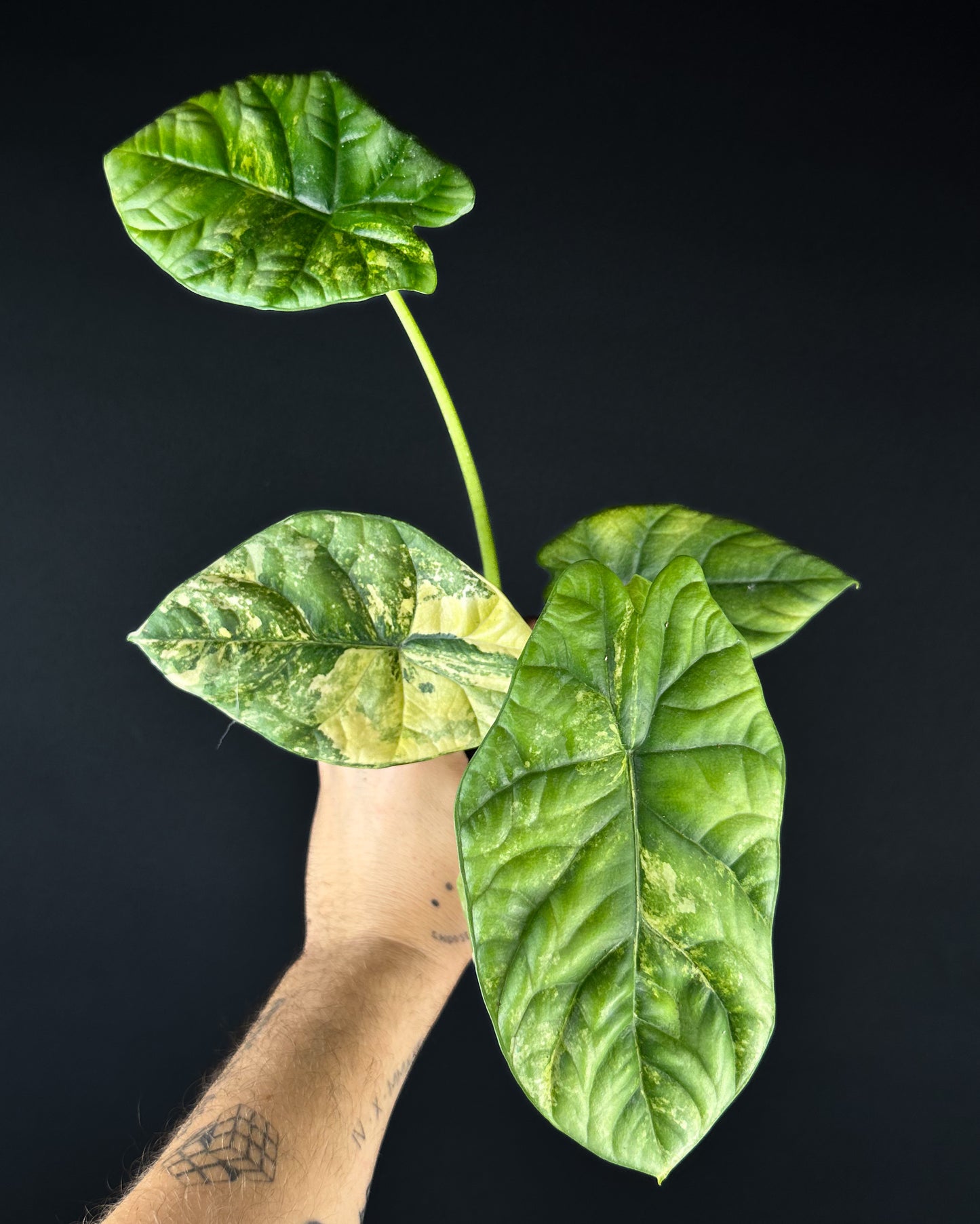 Alocasia Sinuata Aurea Variegata