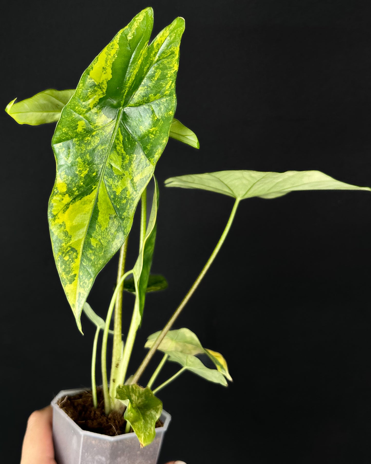 Alocasia Simpo Aurea