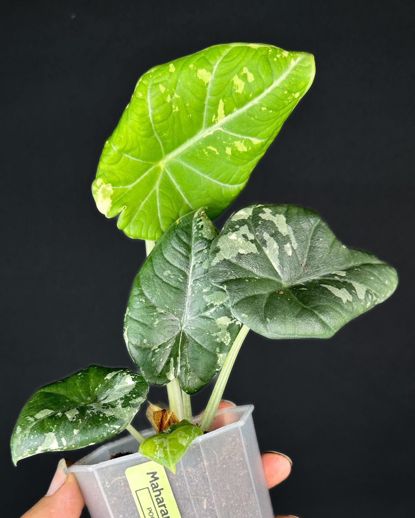 Alocasia Maharani Albo Variegata