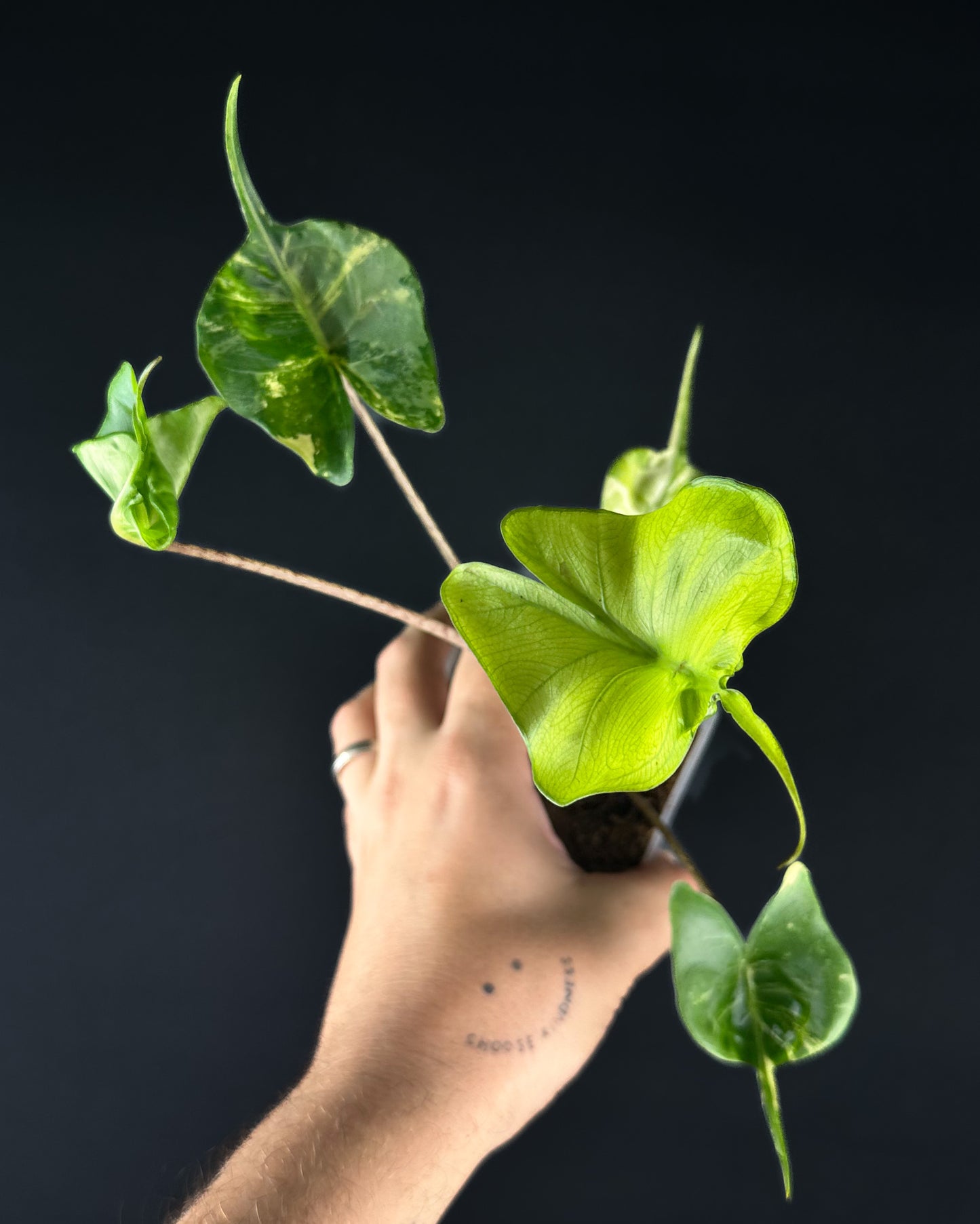 Alocasia Stingray Aurea Variegata