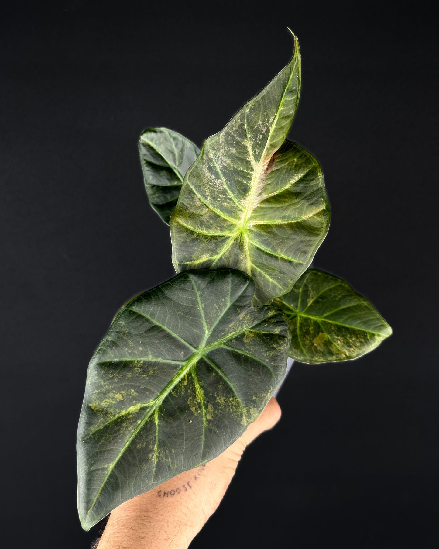Alocasia Regal Shield Aurea