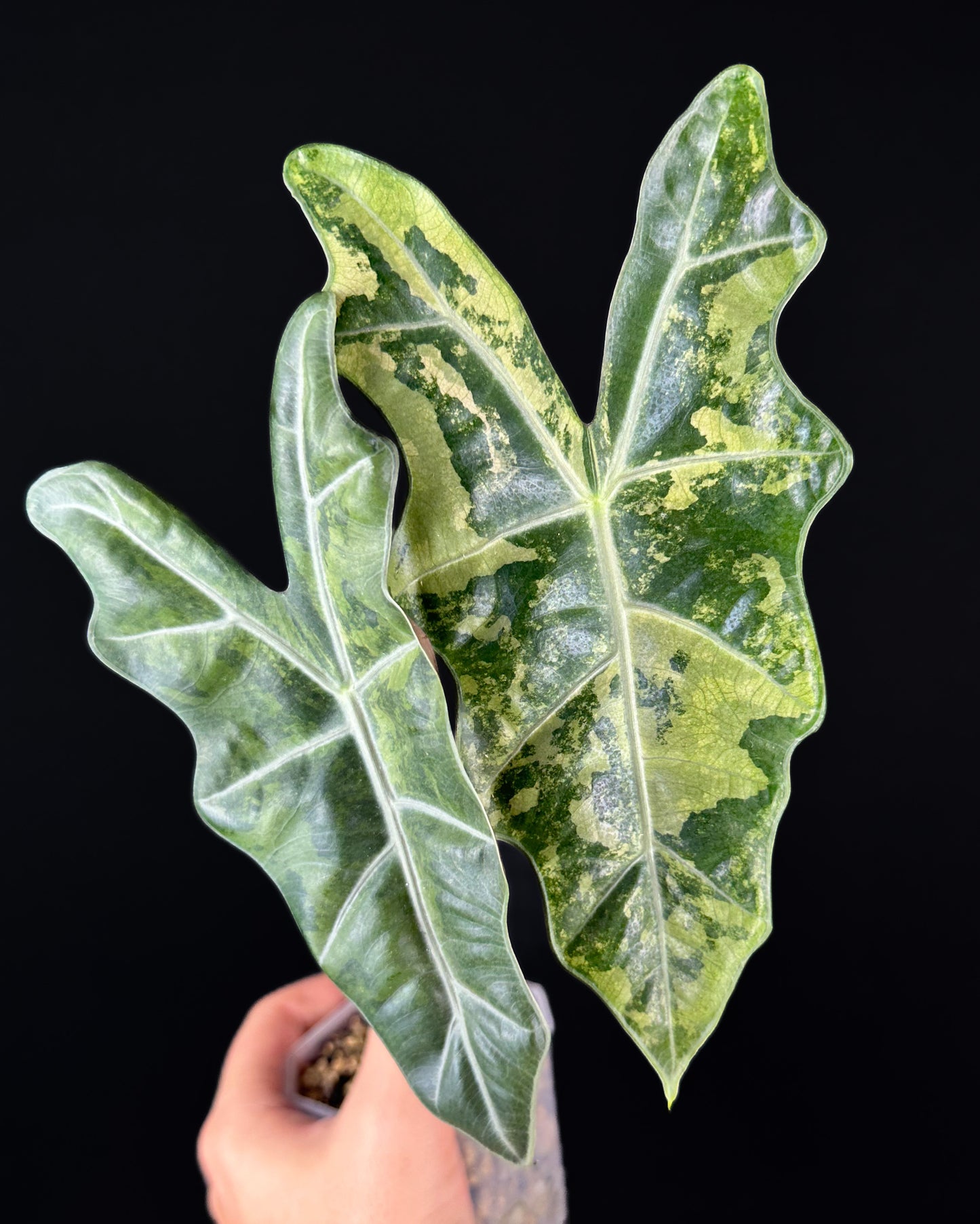 Alocasia Pseudo Sanderiana GoG Mint Variegata Rhizom