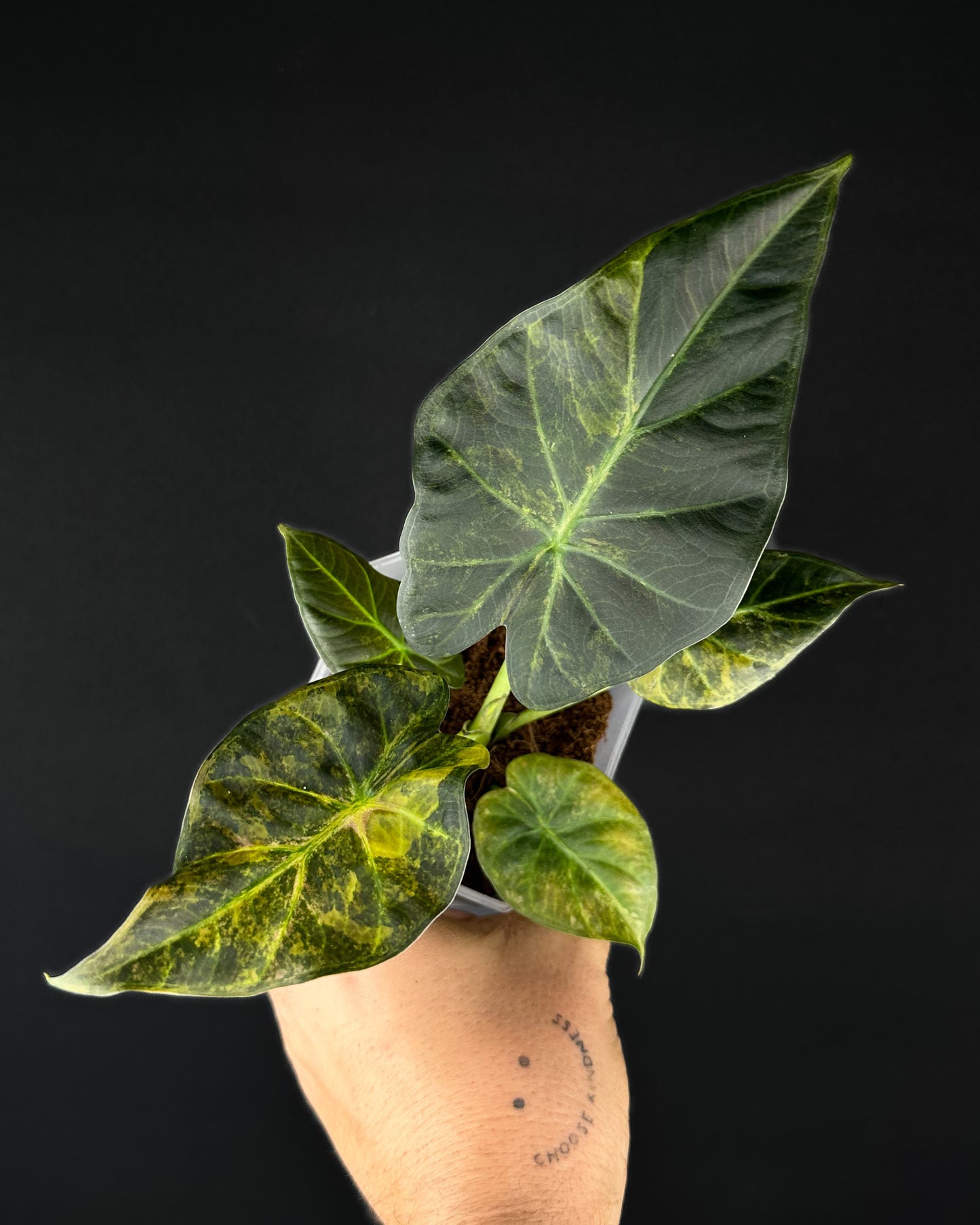 Alocasia Regal Shield Aurea