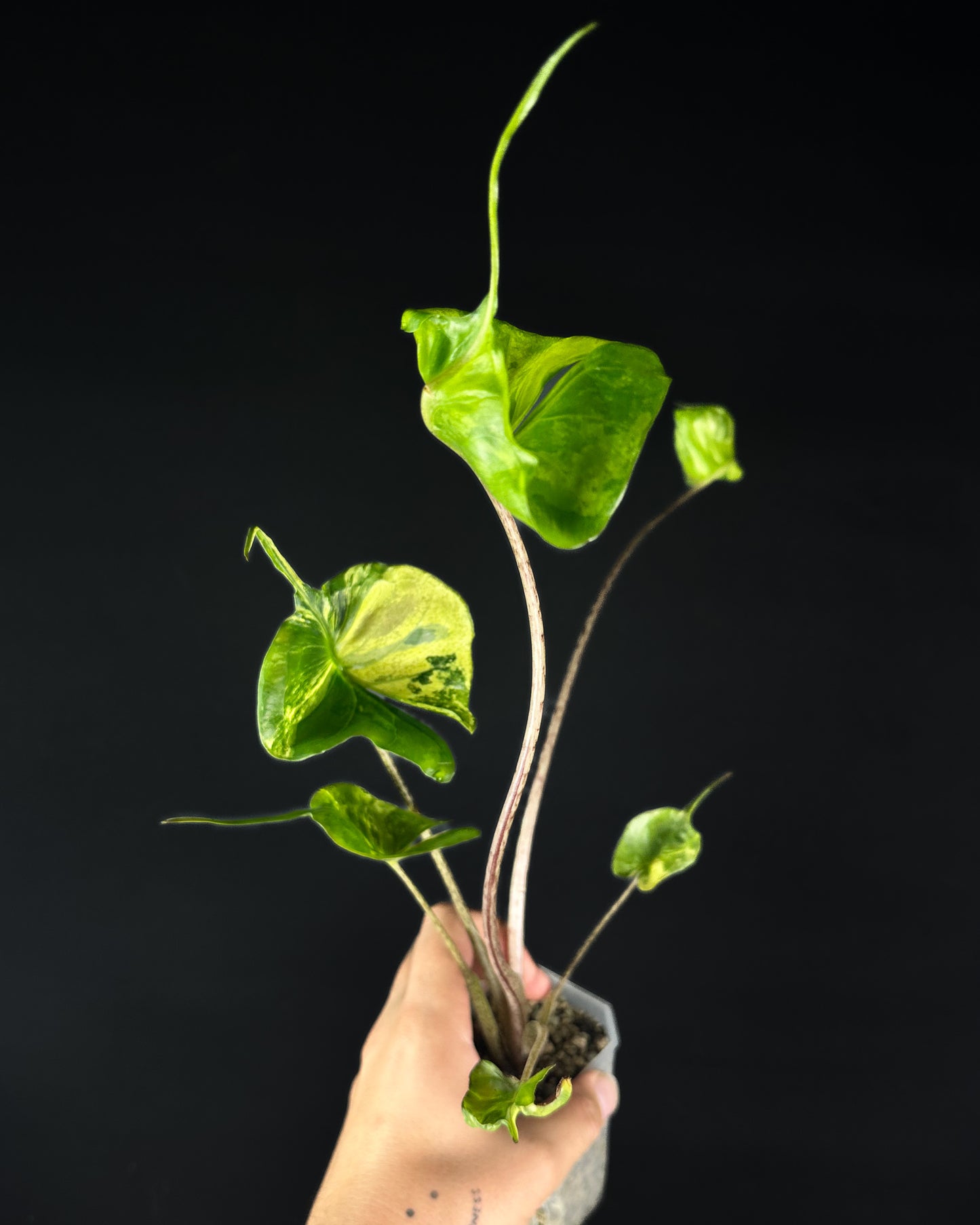 Alocasia Stingray Aurea Variegata