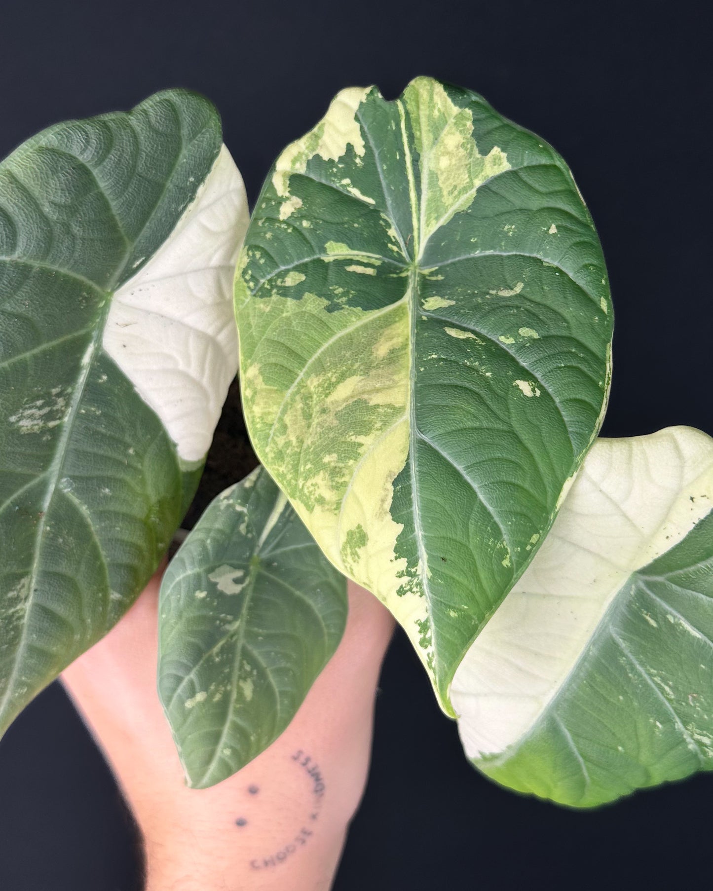 Alocasia Maharani Albo Variegata Rhizom