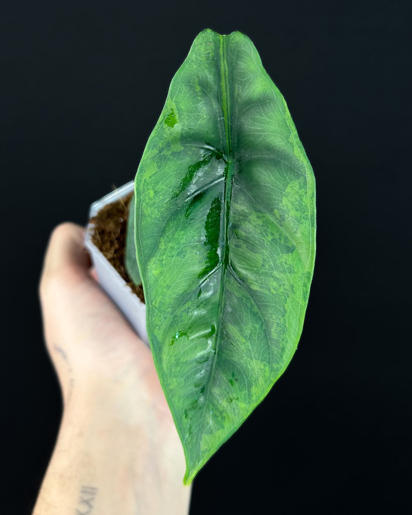 Alocasia Venusta GoG Variegata (BestOffer)