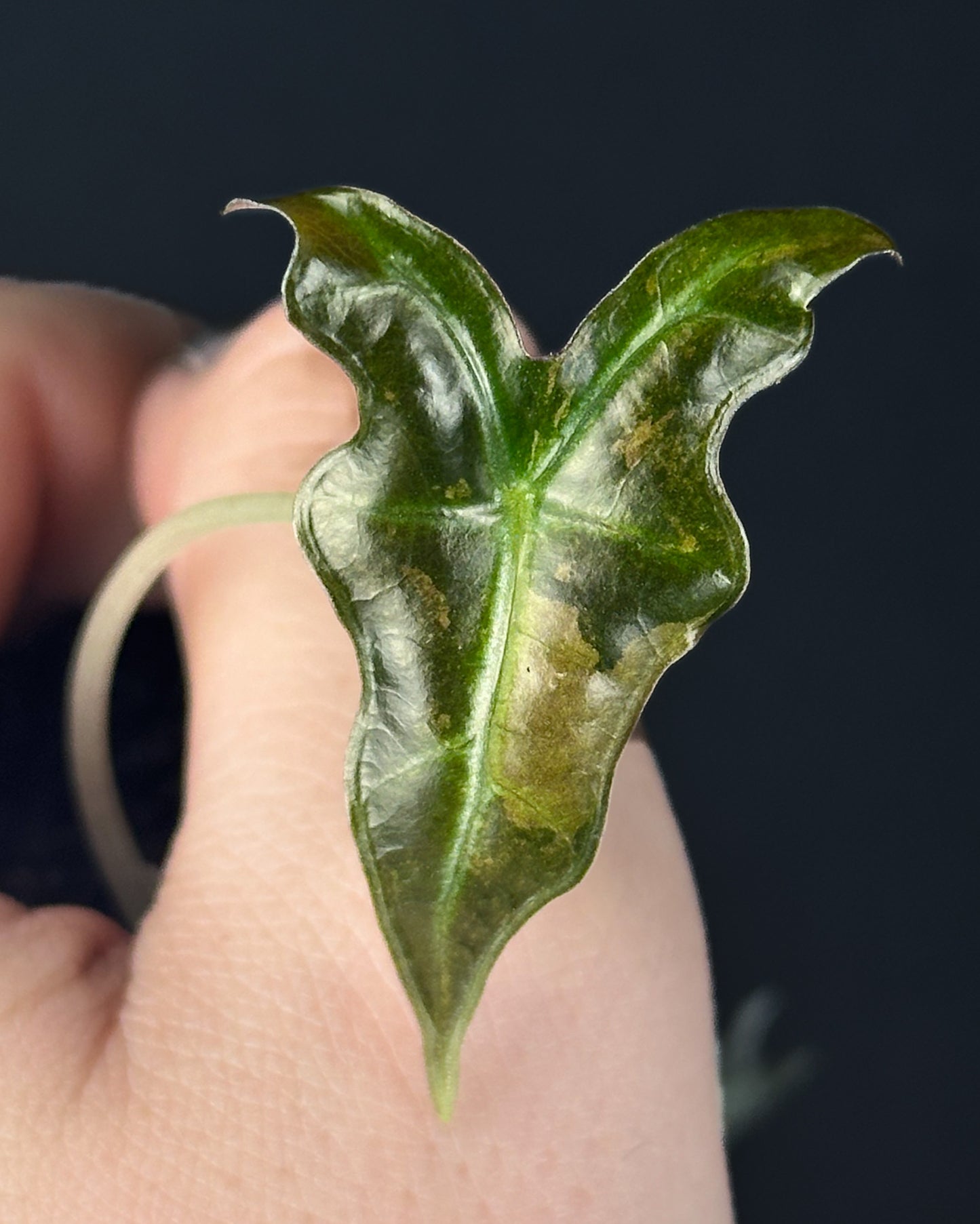 Alocasia Sanderiana Nobilis Albo/Pink Variegata