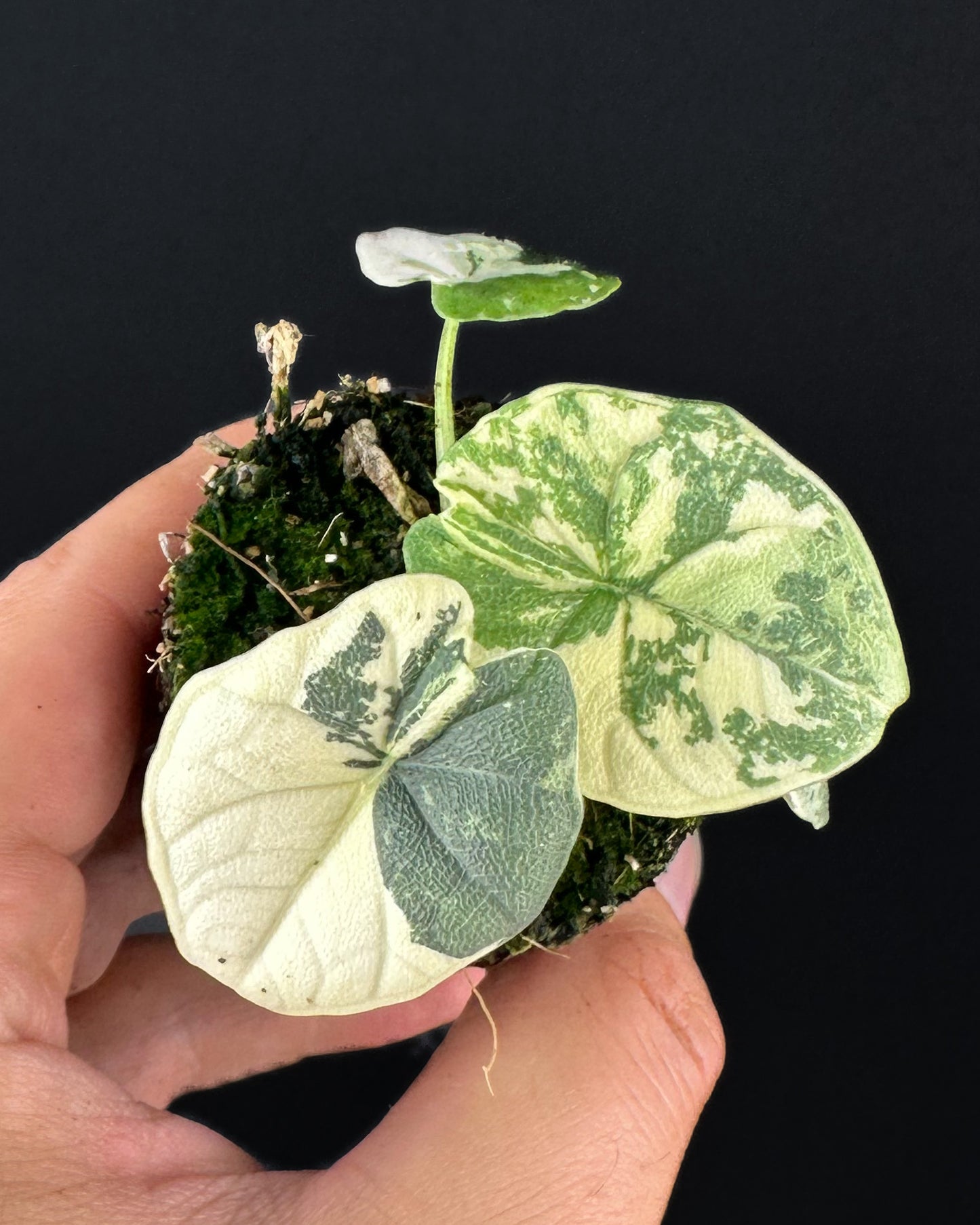 Alocasia Melo Albo Variegata