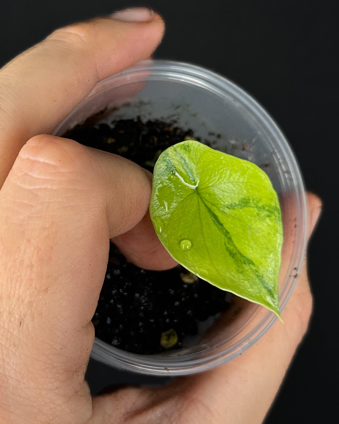 Alocasia Scalrpum GoG Variegata