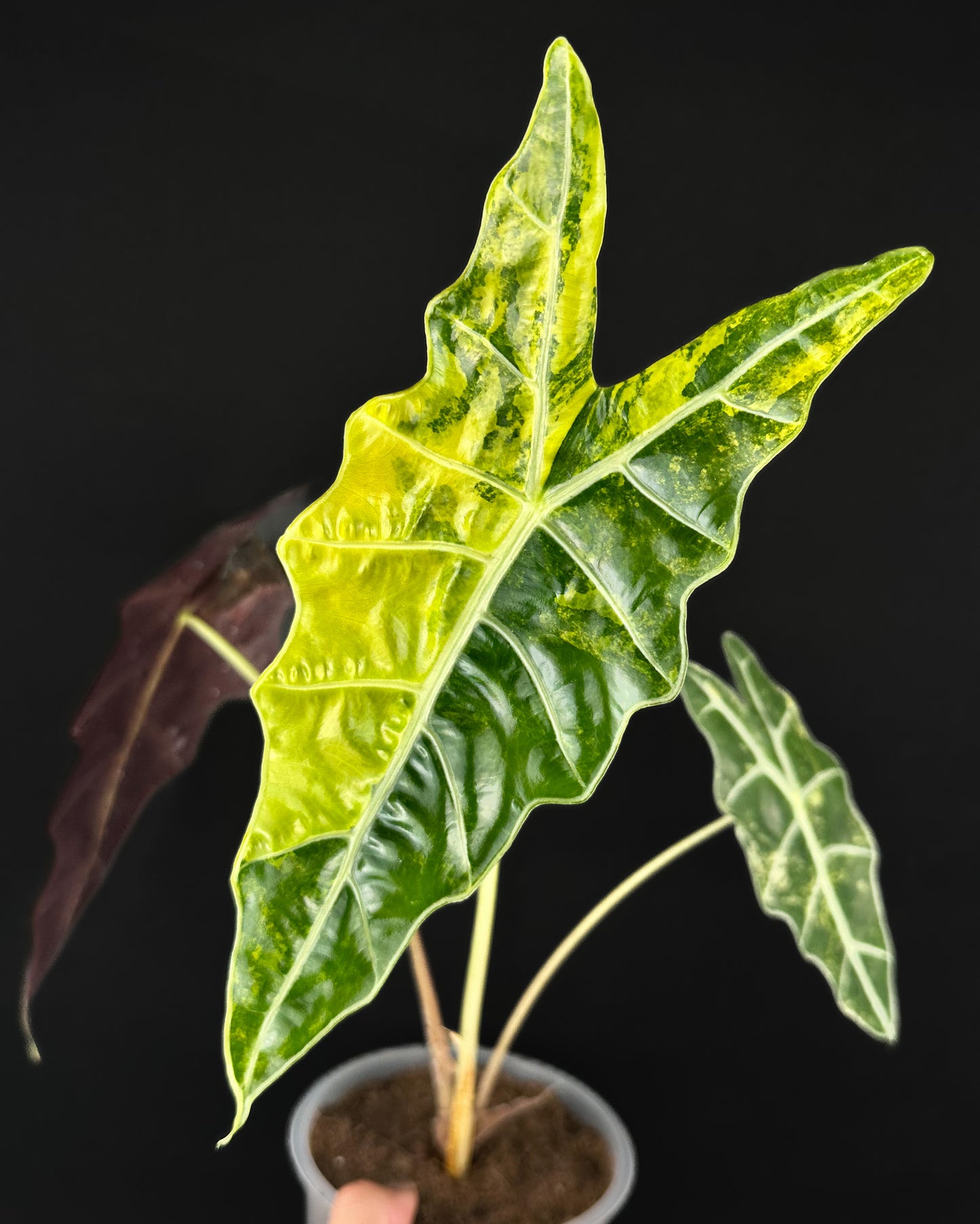 Alocasia Sanderiana Bull Aurea Variegata Rhizom
