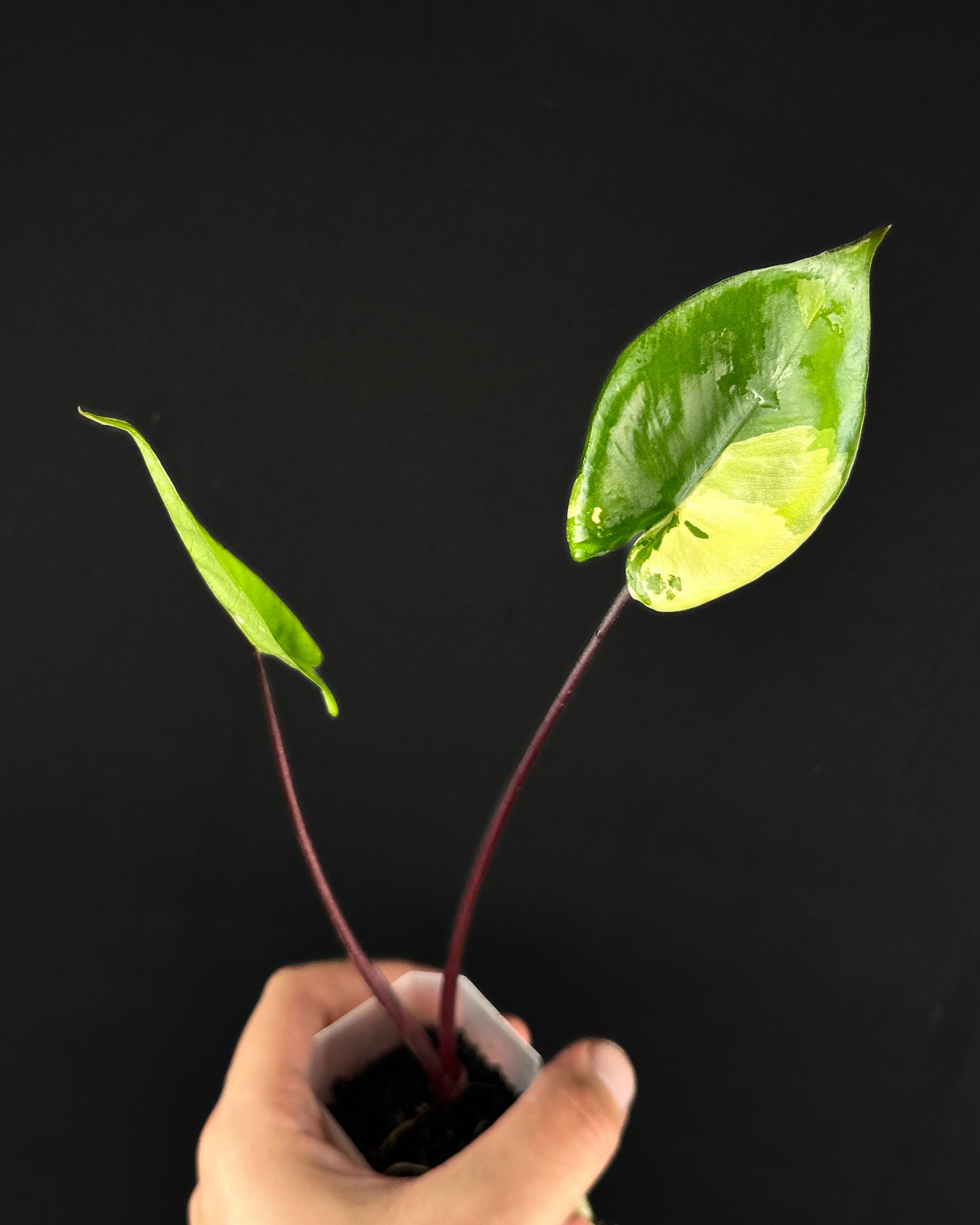 Alocasia Macrorrhiza Black Stem Albo Variegata