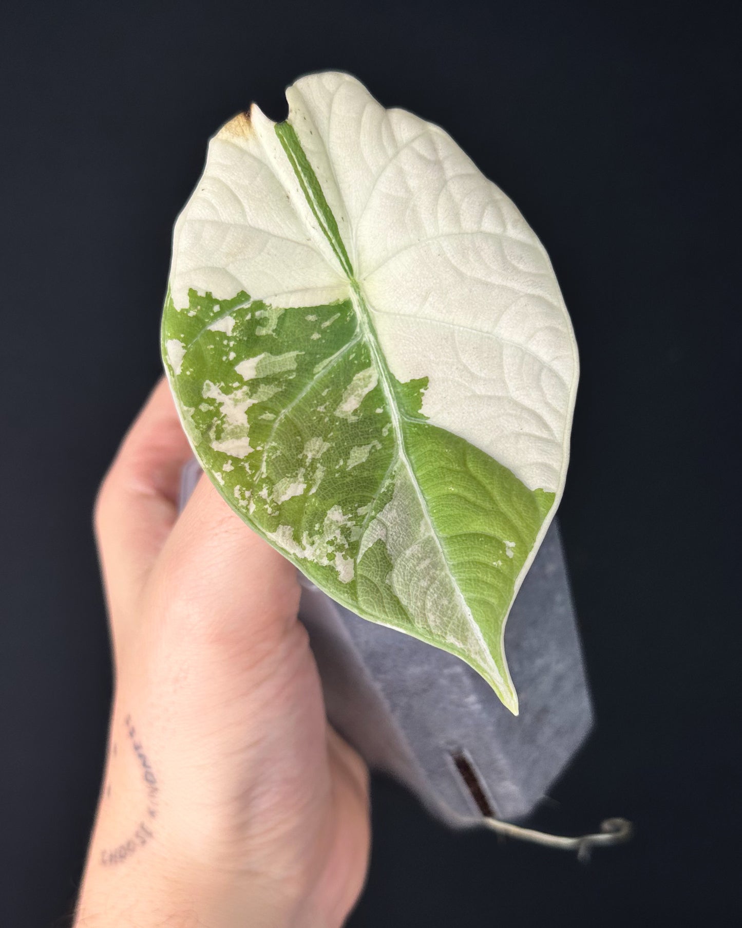 Alocasia Maharani Albo Variegata (BestOffer)