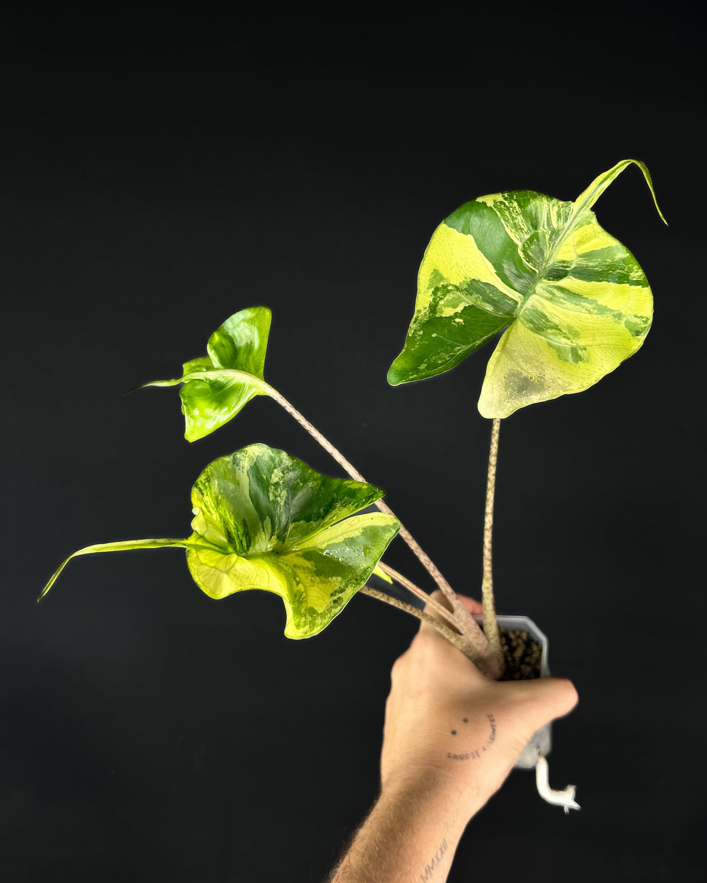 Alocasia Stingray Aurea Variegata
