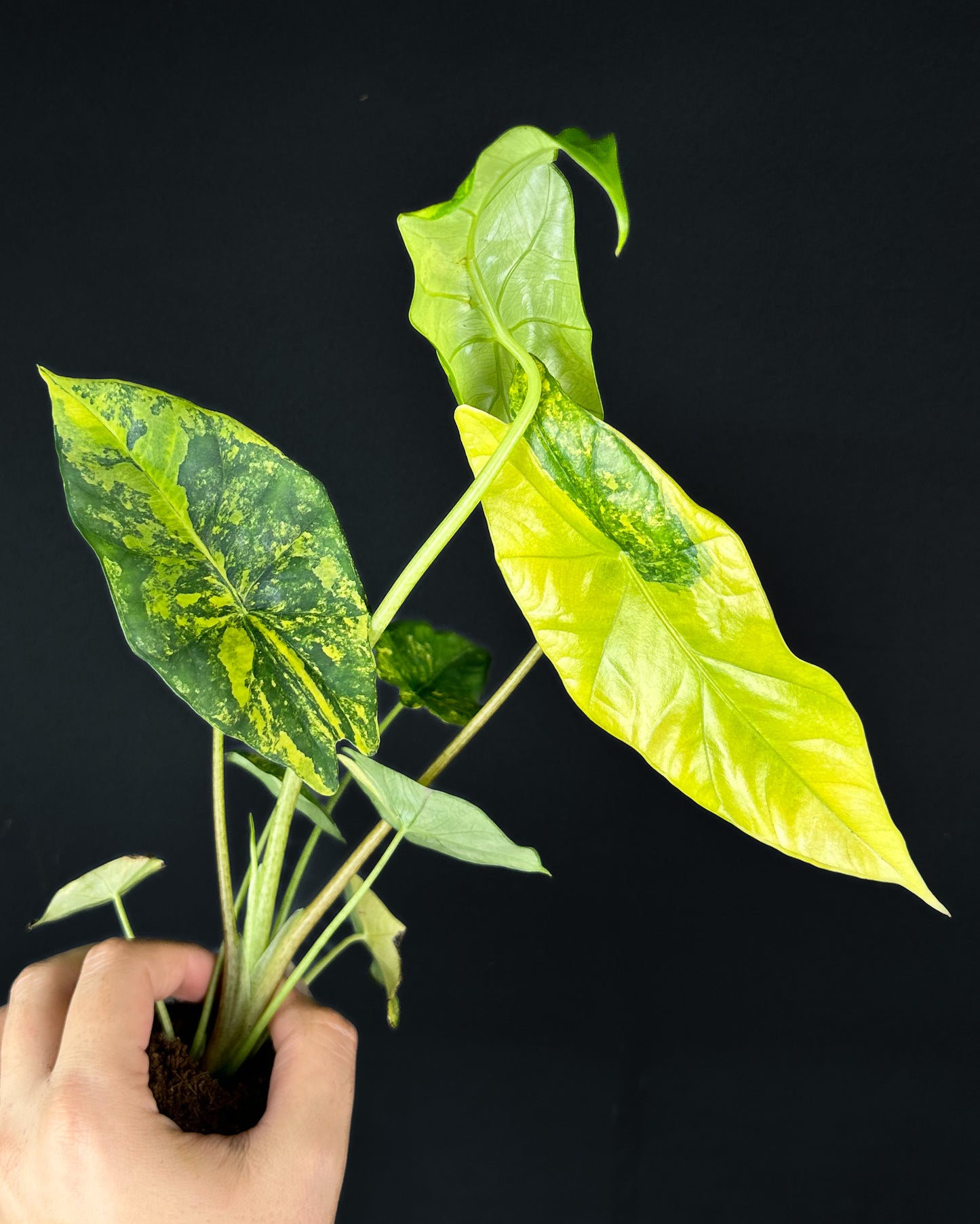 Alocasia Simpo Aurea