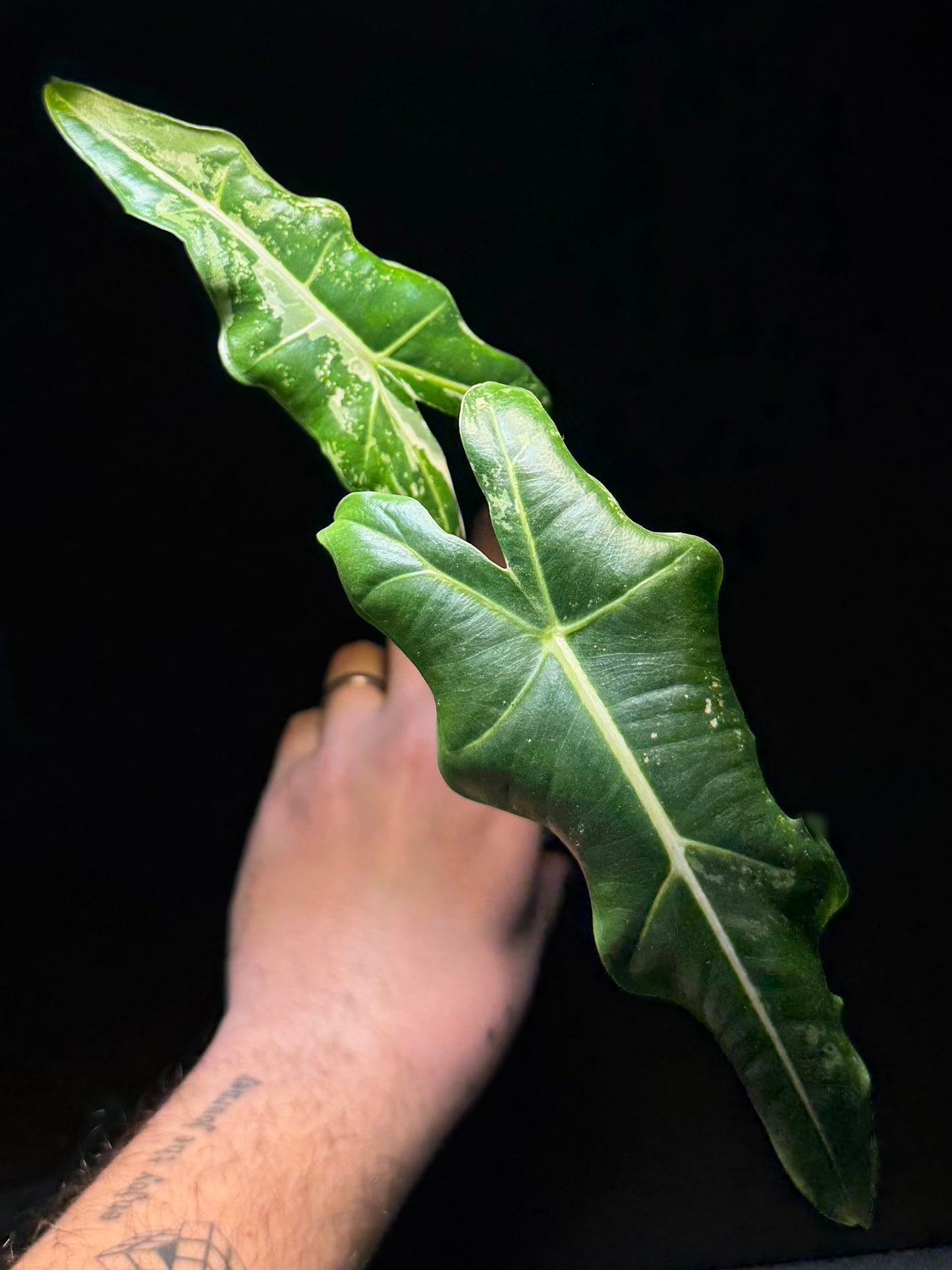 Alocasia Sarian Albo Variegata
