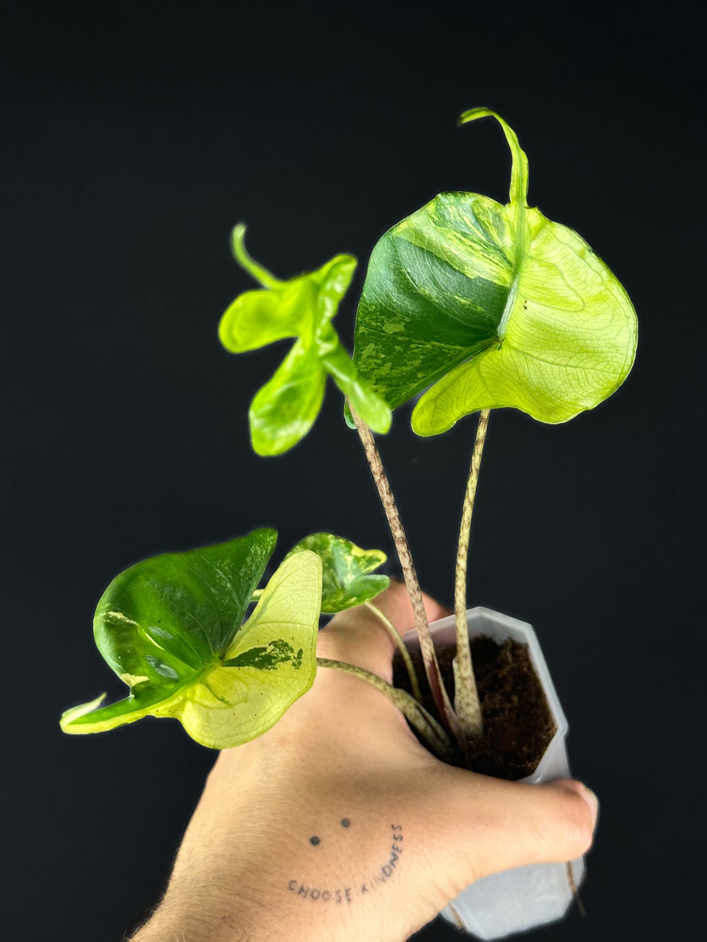 Alocasia Stingray Aurea Variegata