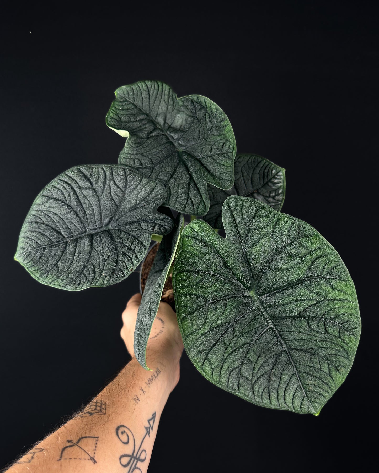 Alocasia Melo