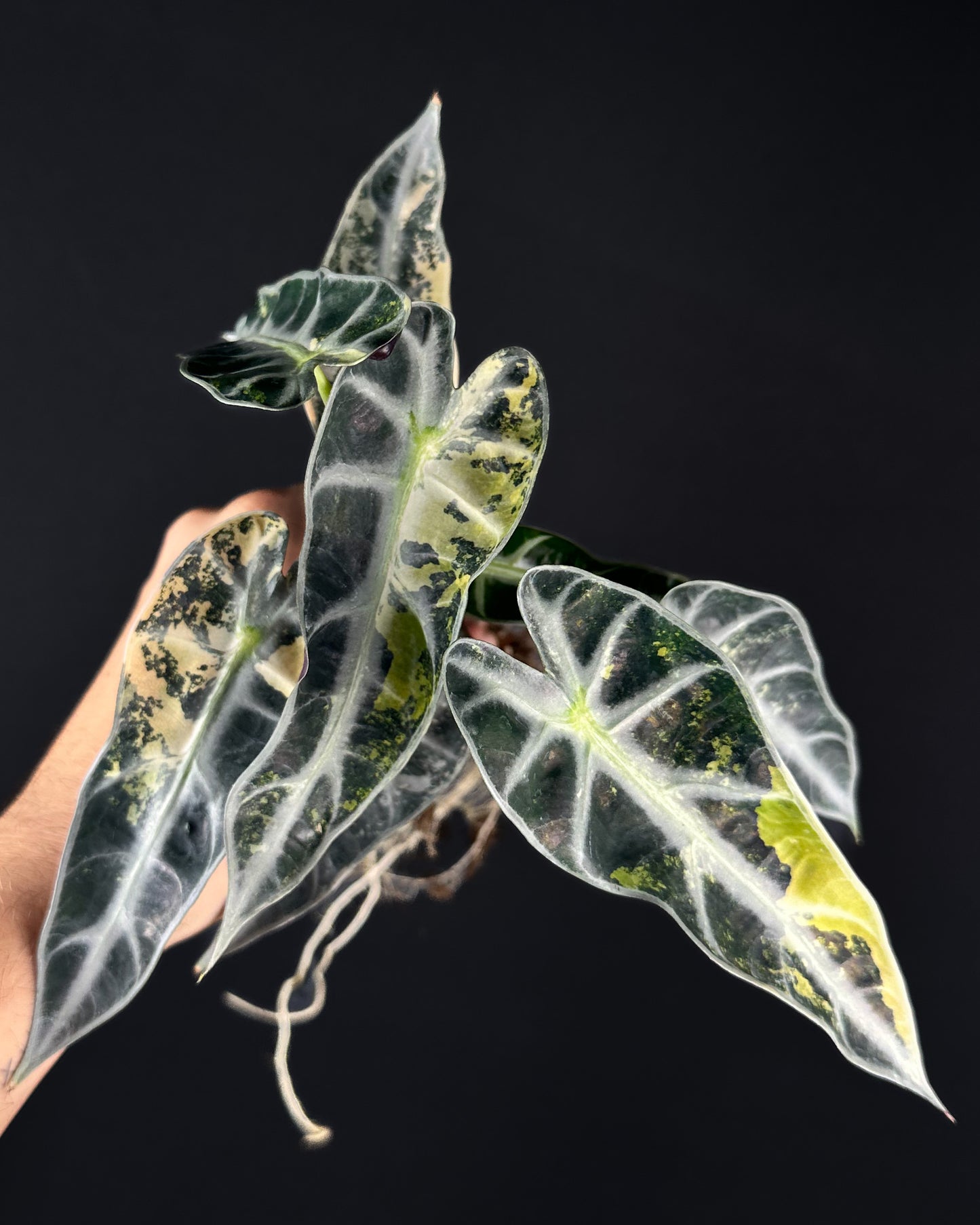 Alocasia Bambino Aurea Variegata Rhizom