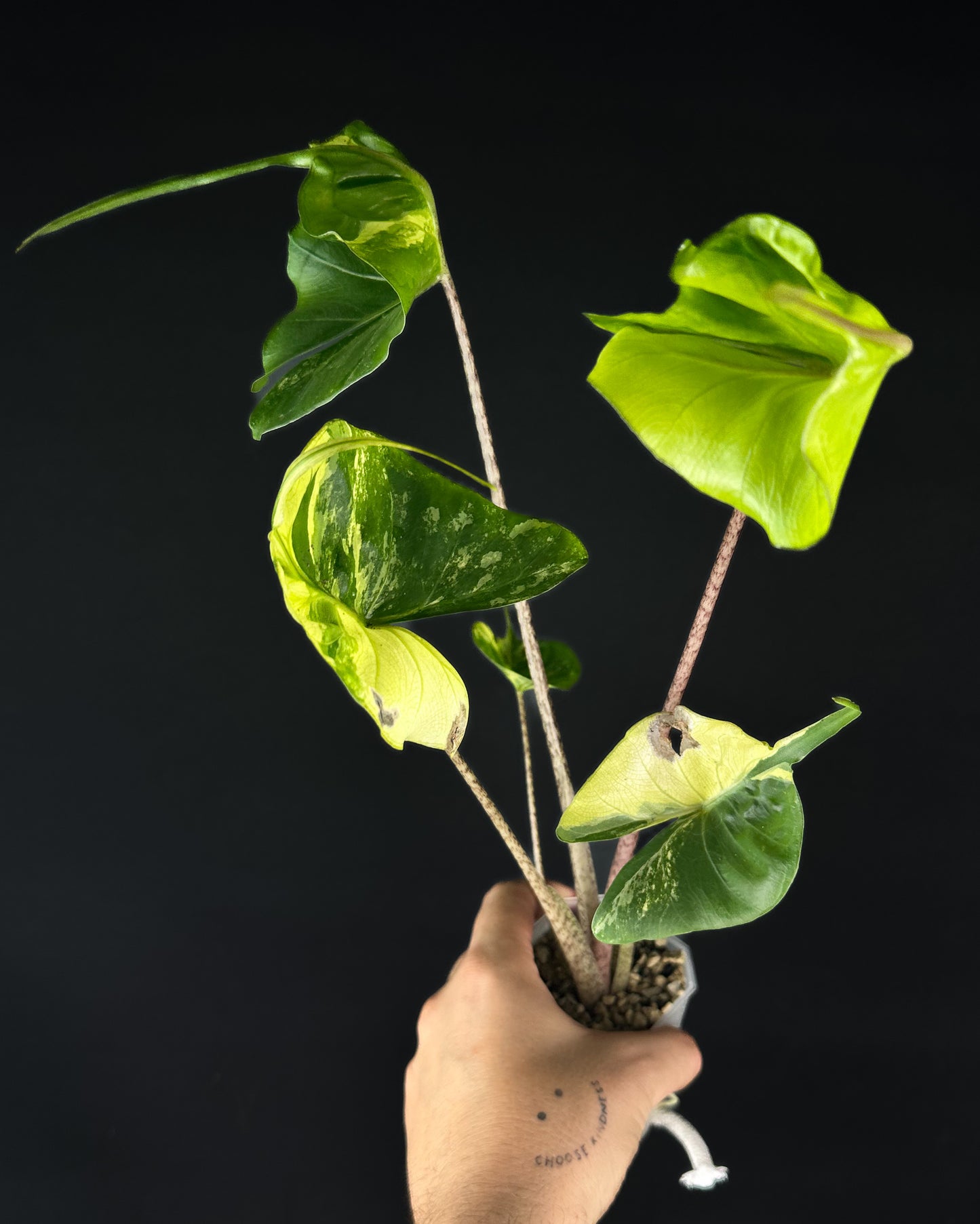 Alocasia Stingray Aurea Variegata