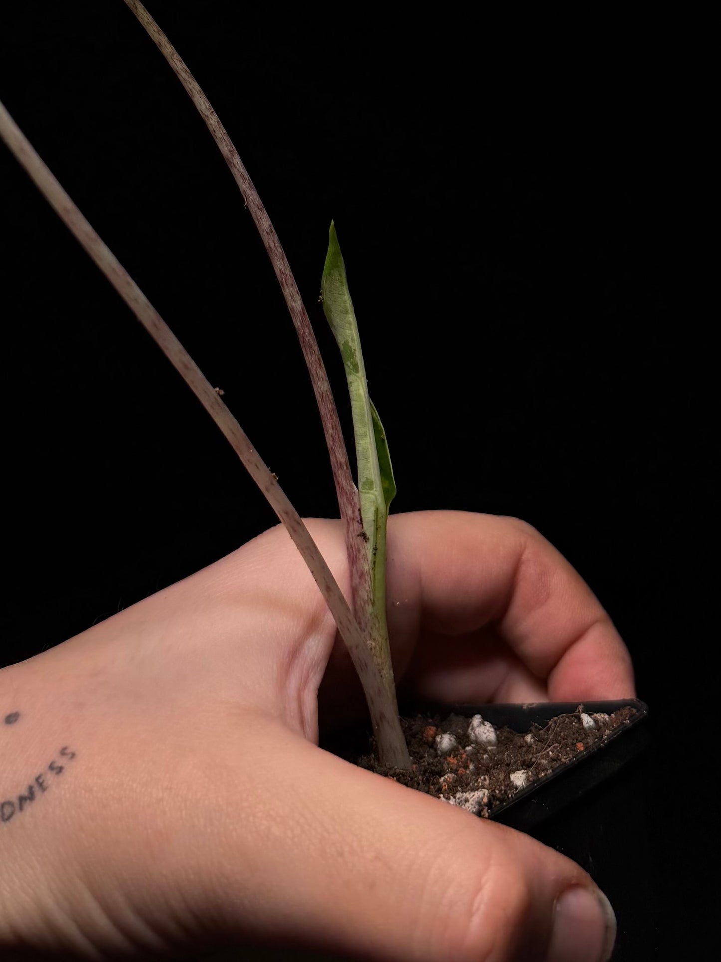 Alocasia Sarian Albo Variegata