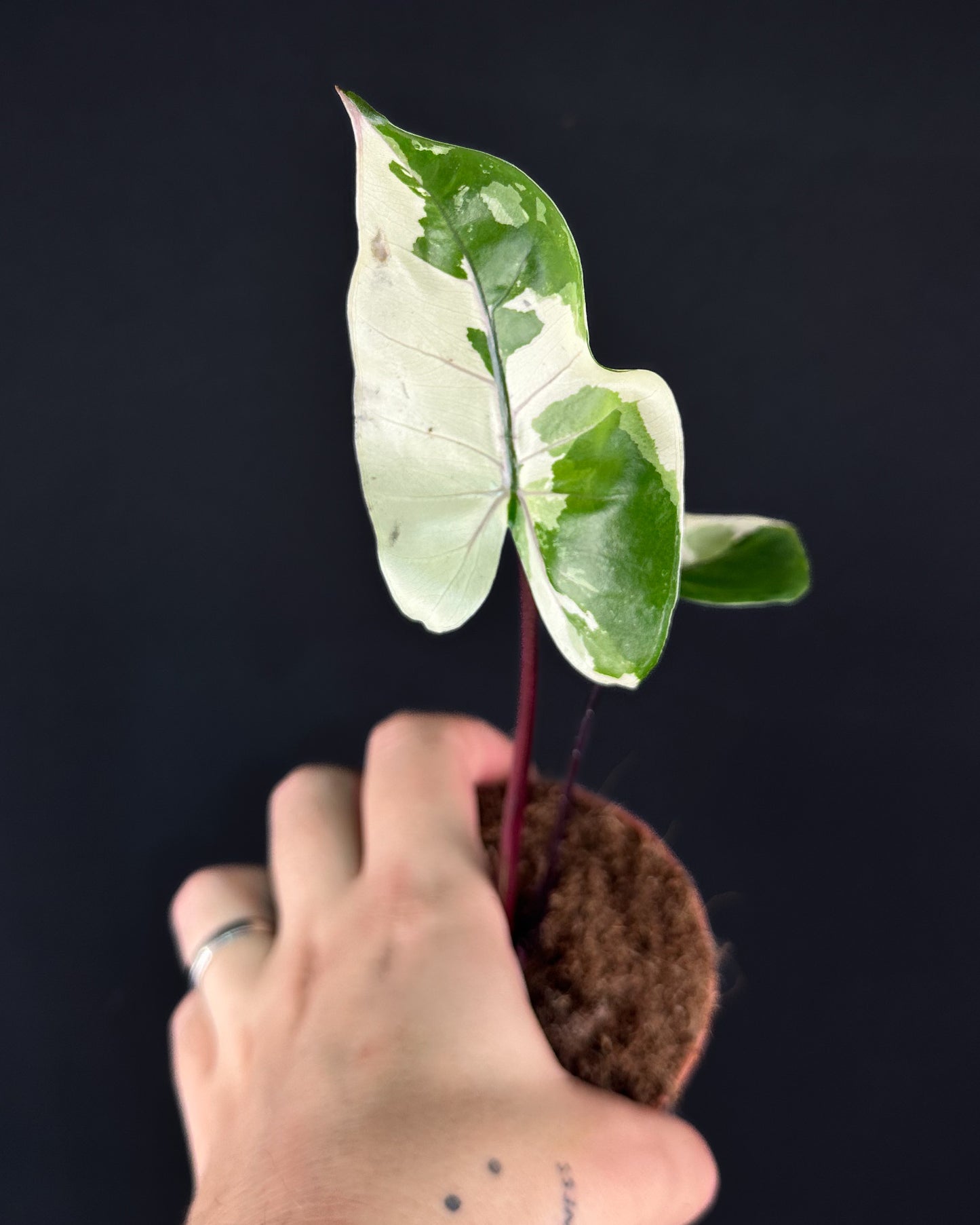 Alocasia Macrorrhiza Black Stem Albo Variegata RHIZOM/BULB