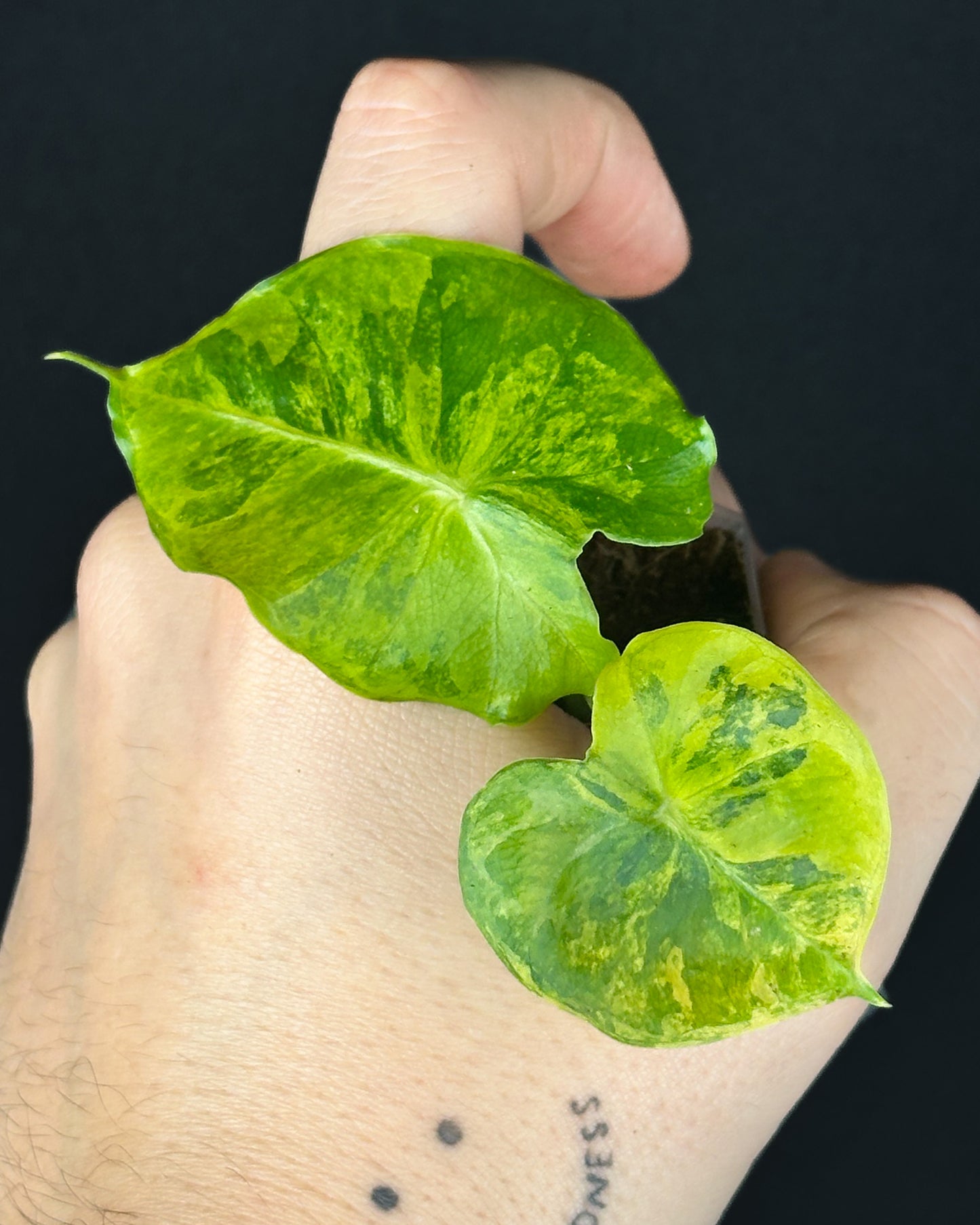 Alocasia Dorayaki Aurea Variegata