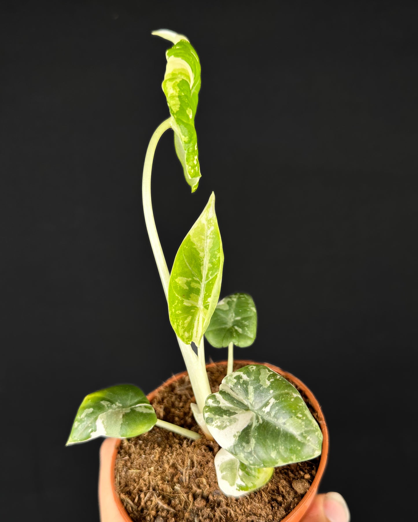 Alocasia Maharani Albo Variegata