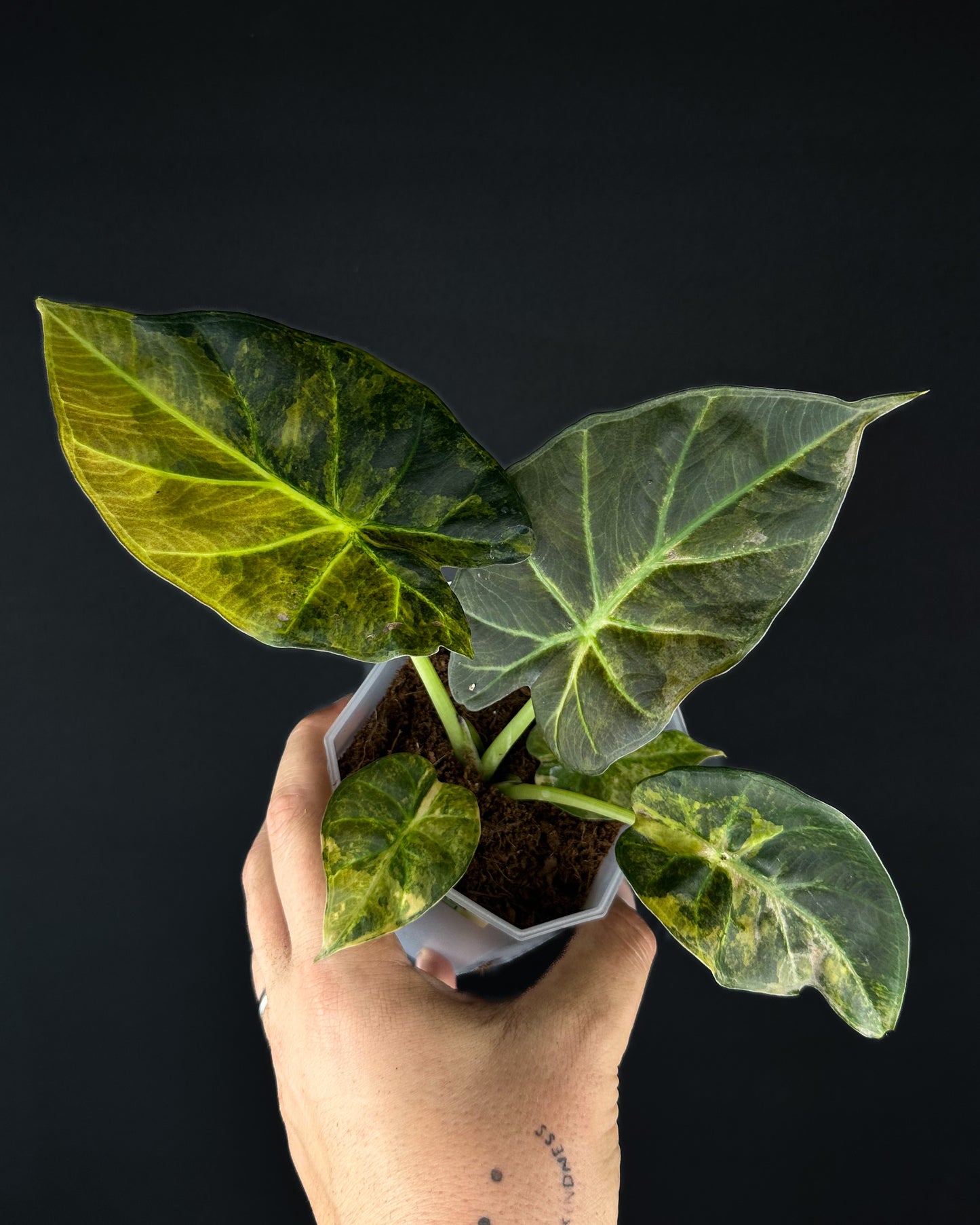 Alocasia Regal Shield Aurea