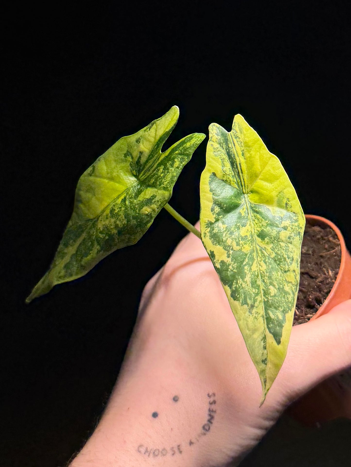 Alocasia Simpo Aurea Variegata