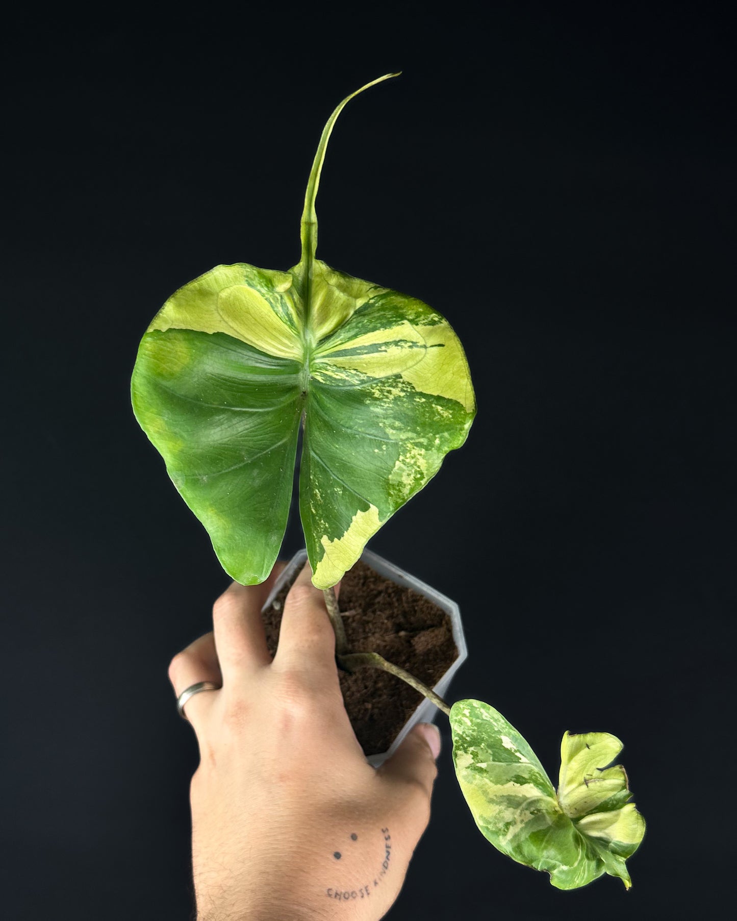 Alocasia Stingray Aurea Variegata