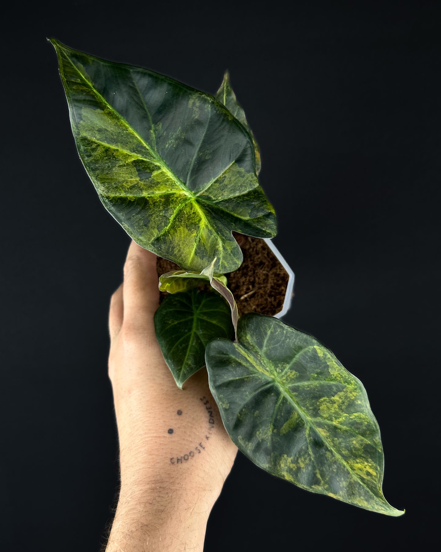 Alocasia Regal Shield Aurea