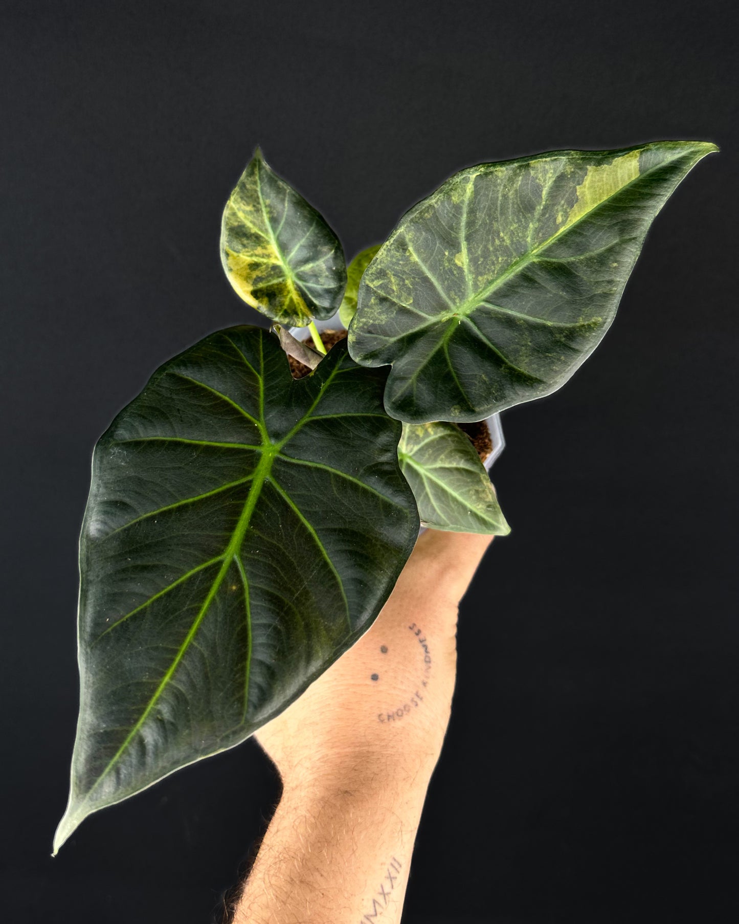 Alocasia Regal Shield Aurea