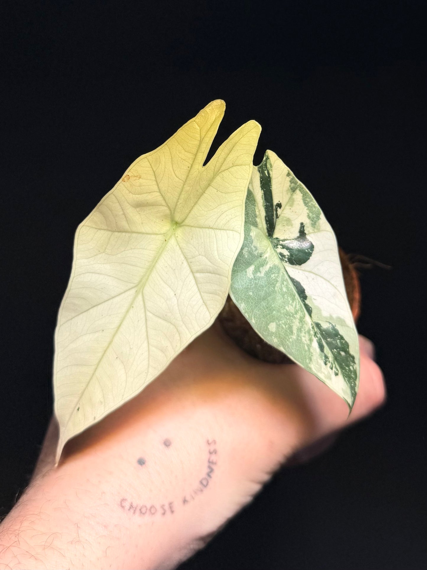 Alocasia Simpo Albo Variegata
