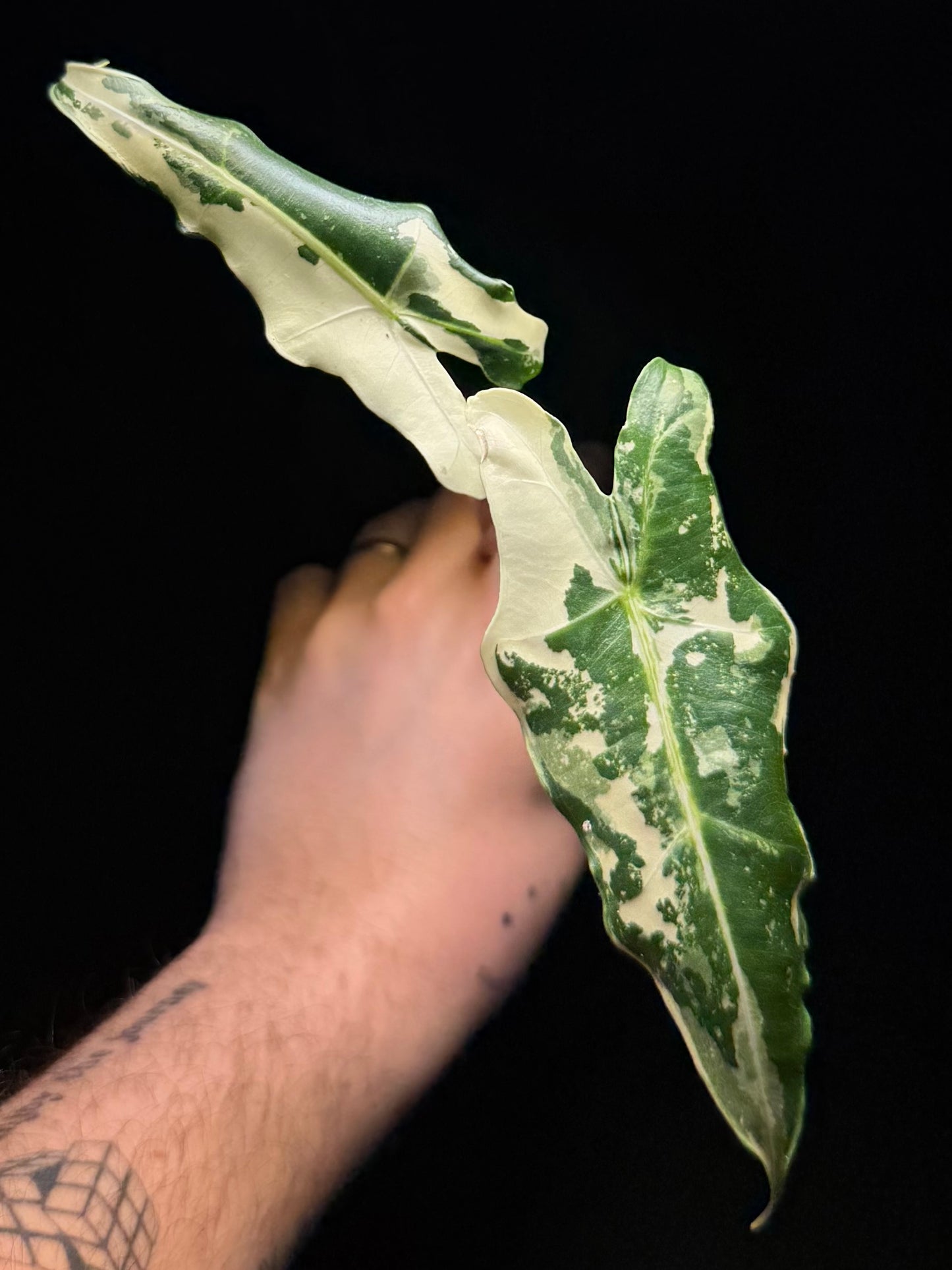 Alocasia Sarian Albo Variegata