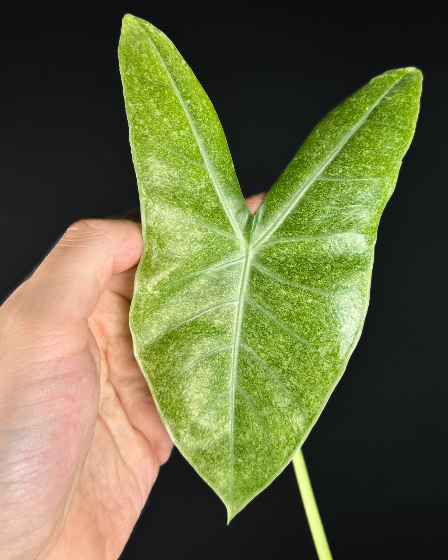 Alocasia Longiloba Mottled (BestOffer)