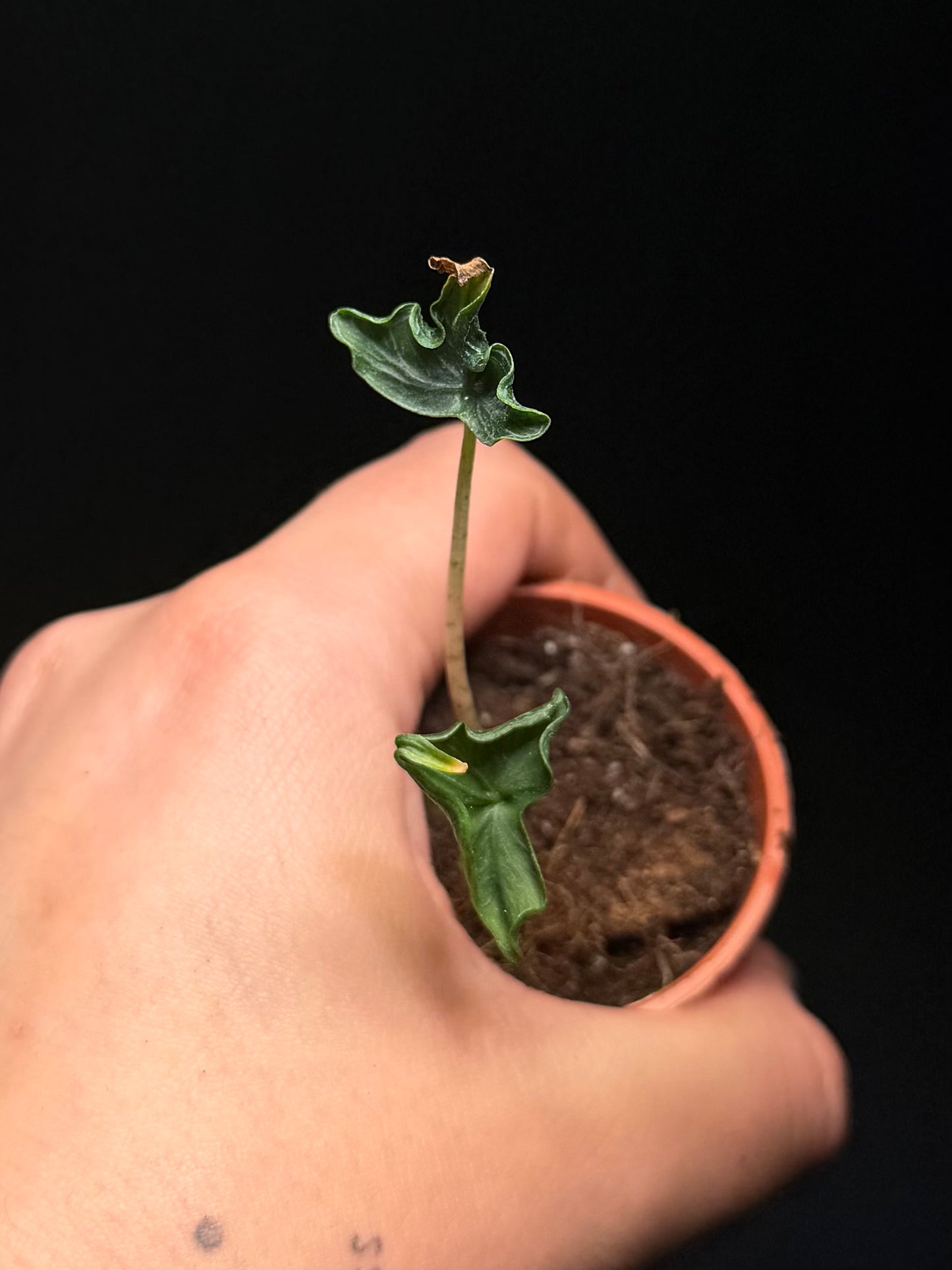 Alocasia Holy Grail