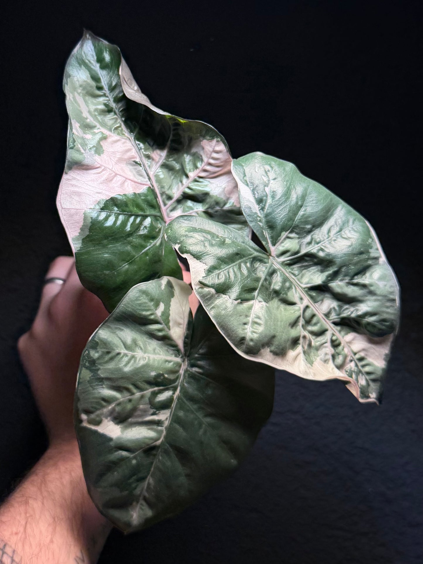 Yucatan Albo/Pink Variegata (harvested)