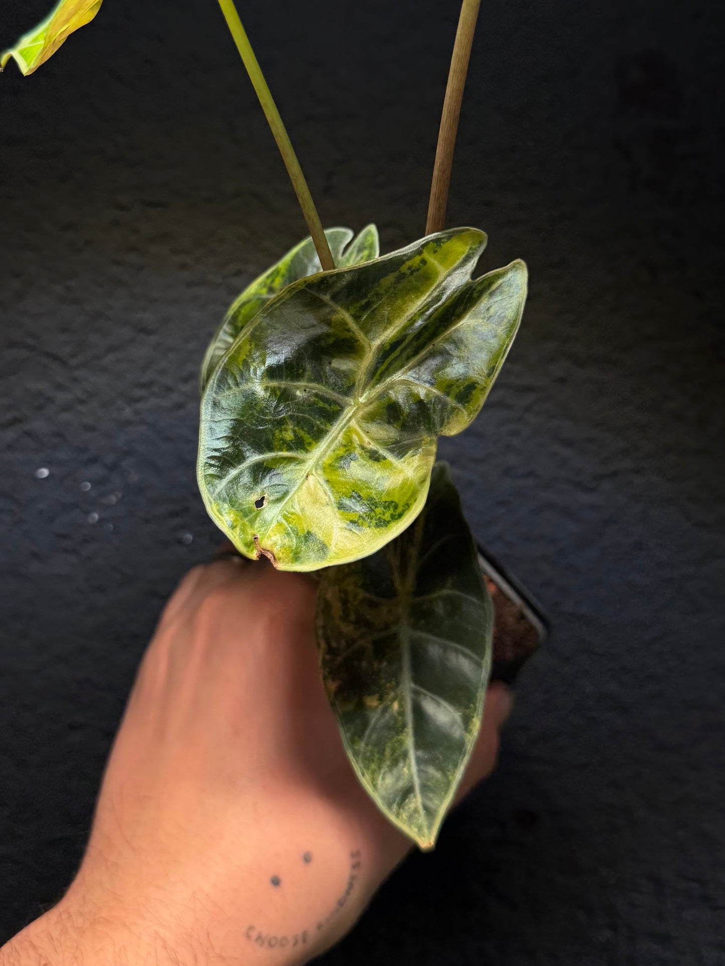 Alocasia Suhirmaniana Aurea Variegata
