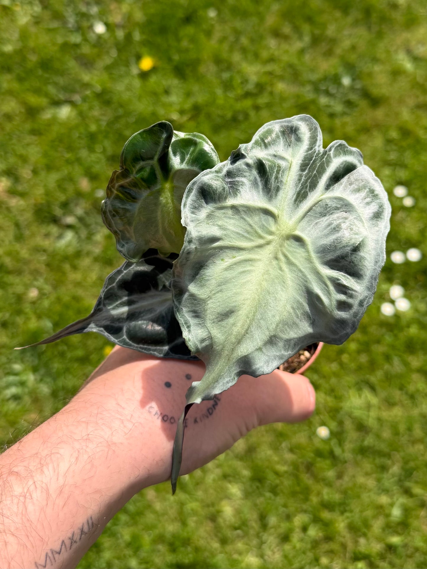 Alocasia Venom