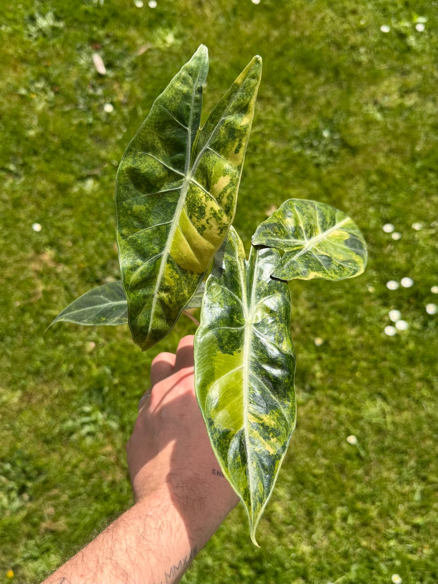 Alocasia Nairobi Aurea RHIZOM/BULB
