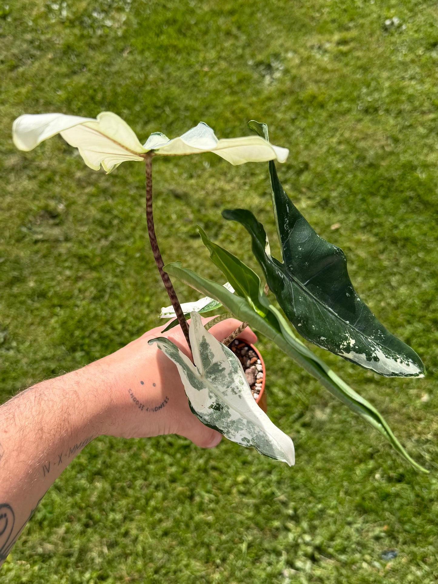 Alocasia Tigrina Albo Variegata