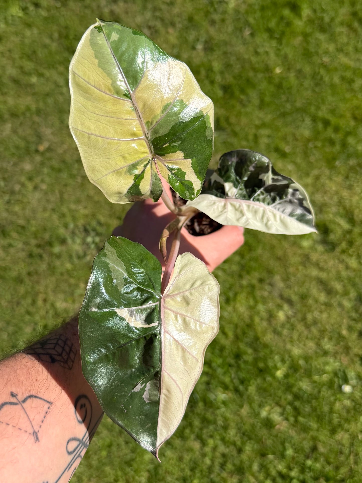 Alocasia Yucatan Albo/Pink Variegata