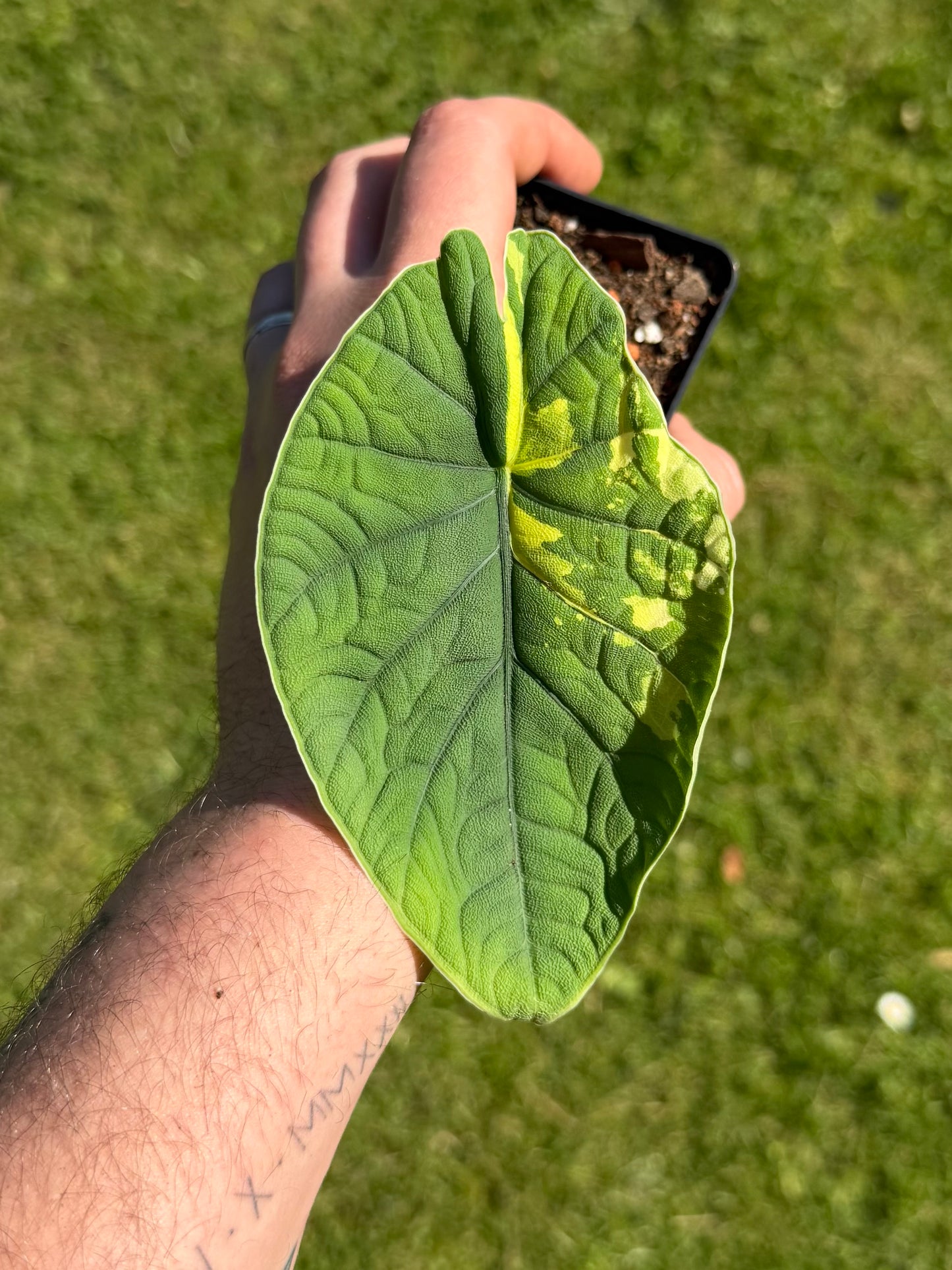 Alocasia Melo Albo Variegata