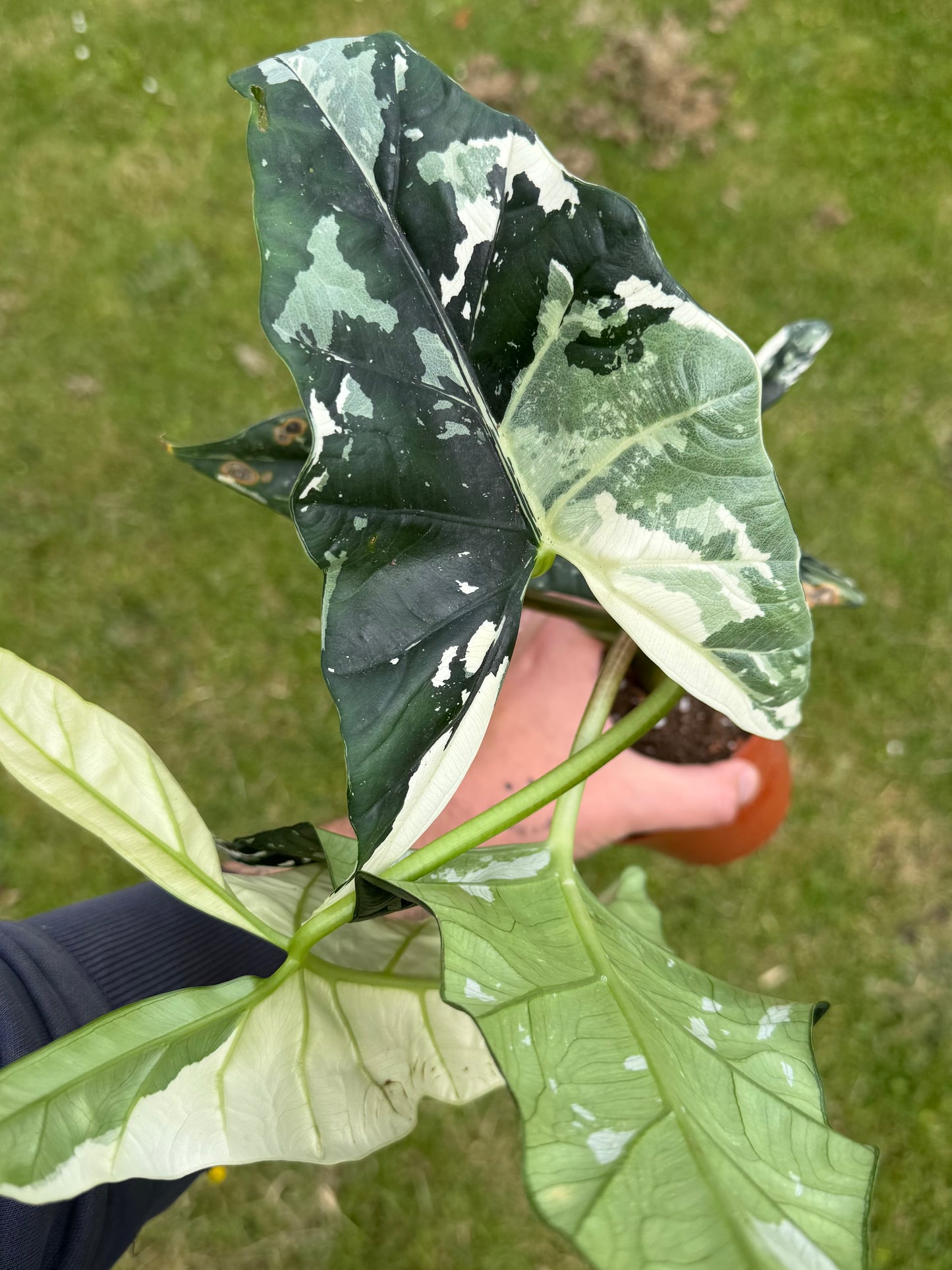 Alocasia Simpo Albo Variegata