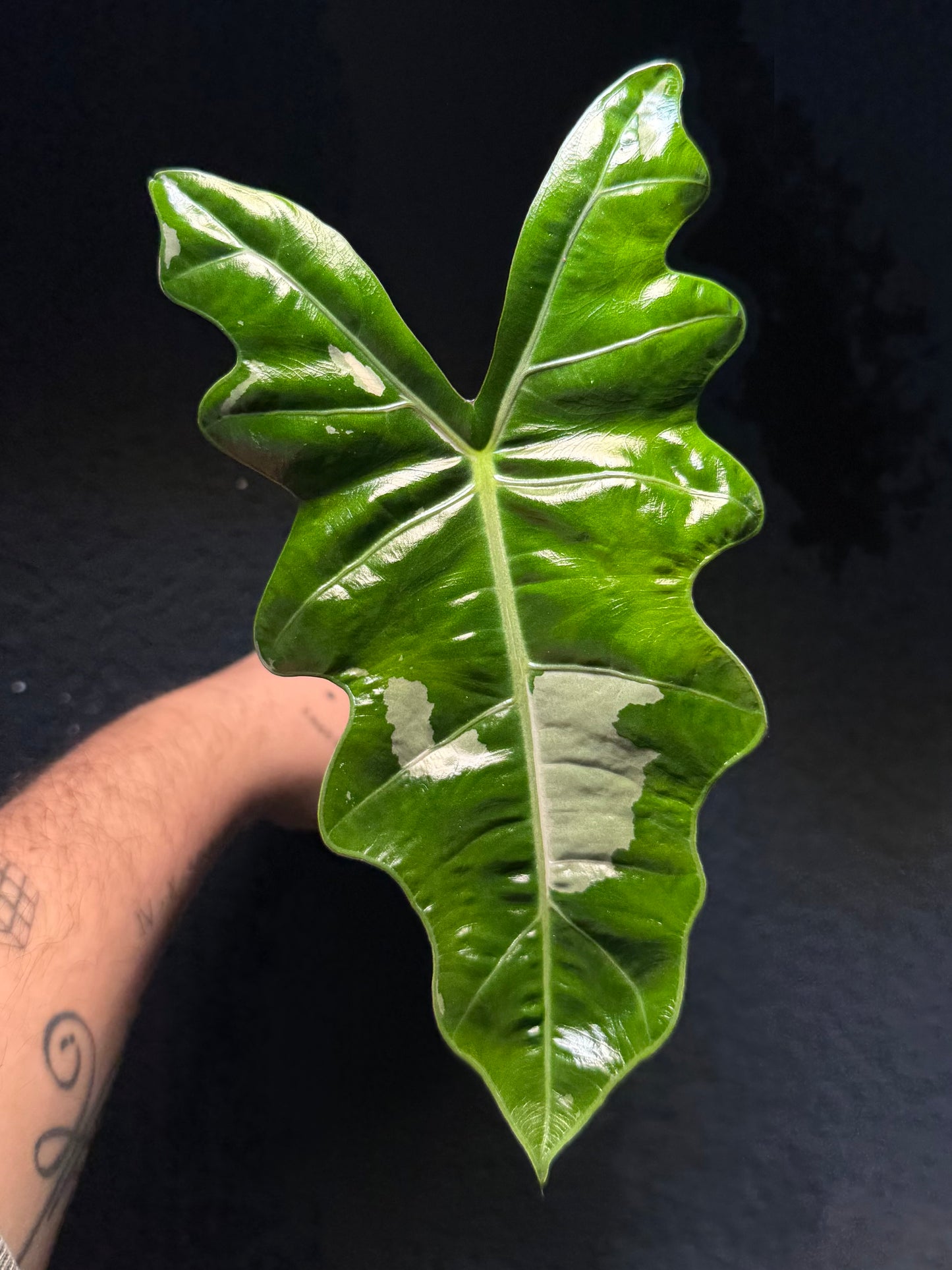 Alocasia Pseudo Sanderiana Albo/Pink Variegata