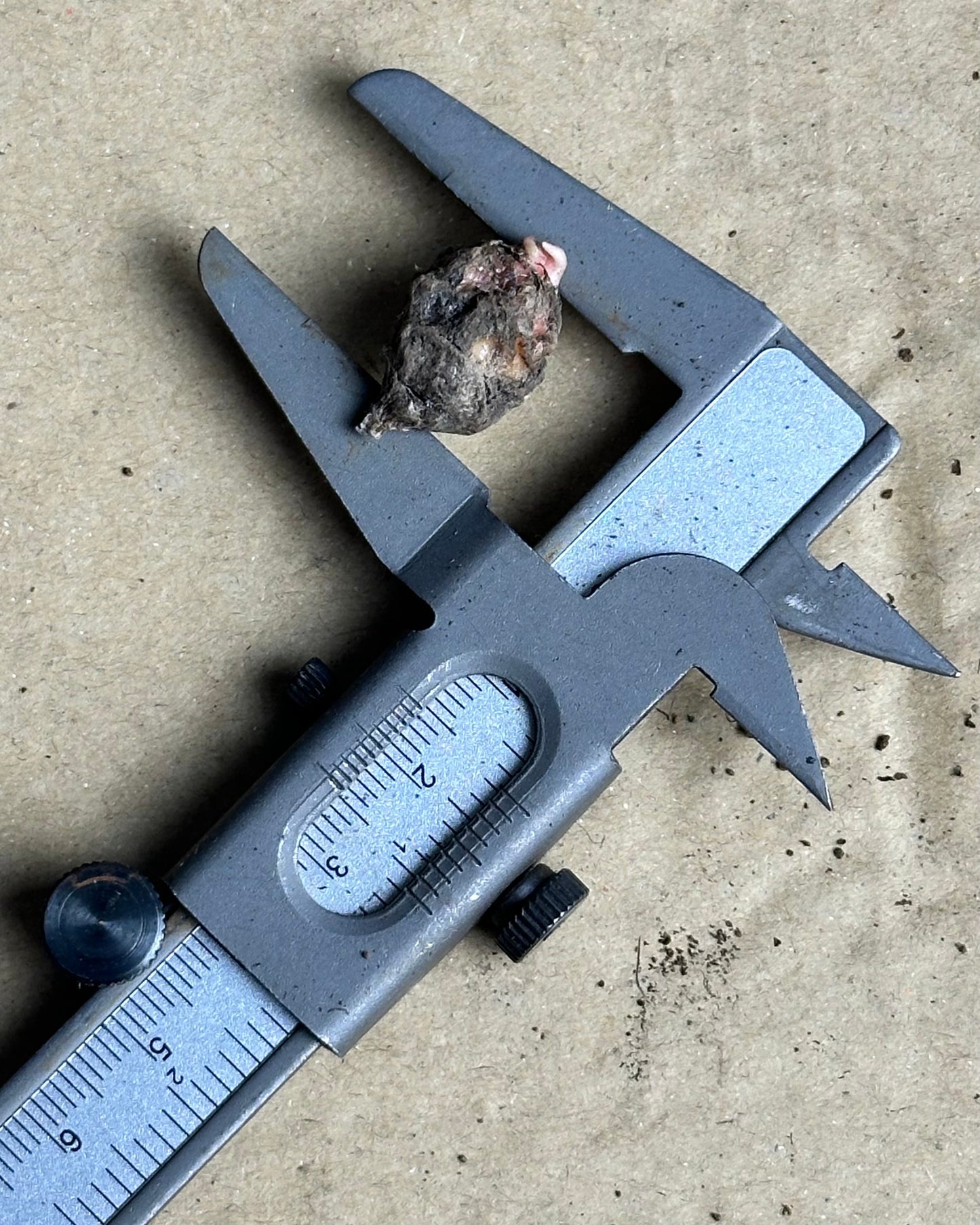 Alocasia Pink Dragon Aurea Variegata Rhizom